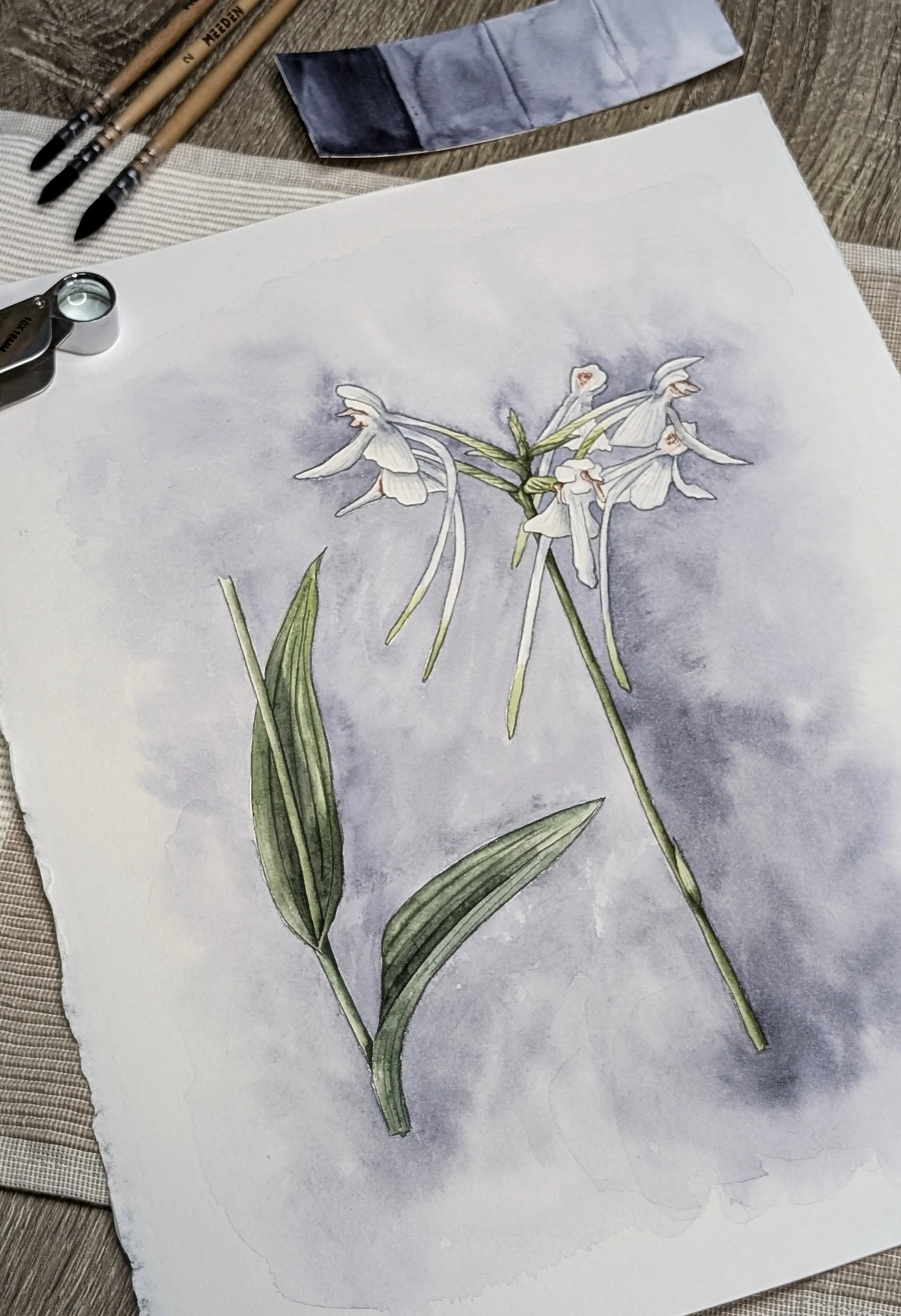 Artist Spotlight: Laura Watson &amp; the White Fringeless Orchid