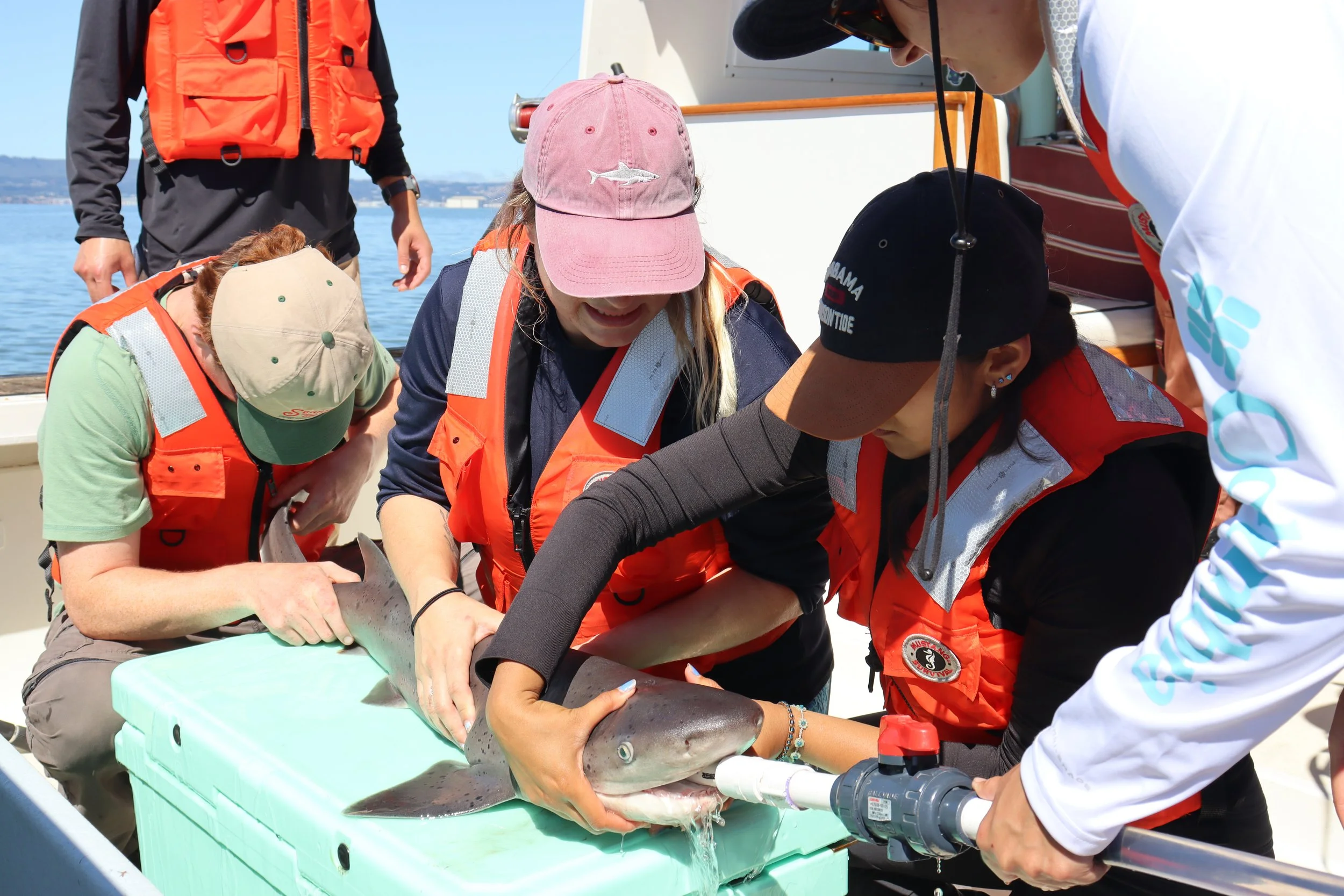 Research crew holding down shark.