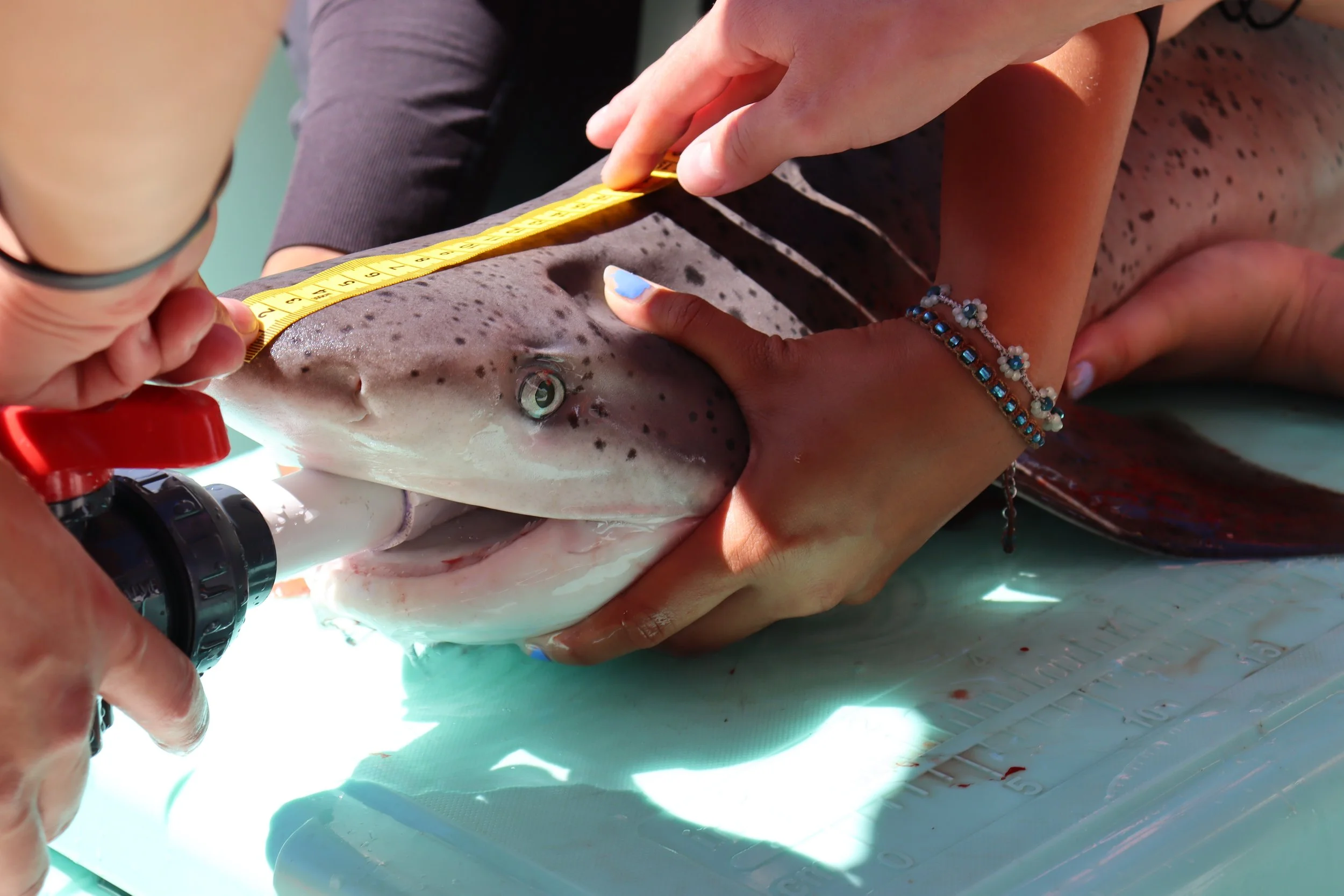 Close-up of broad nose sevengill being measured.