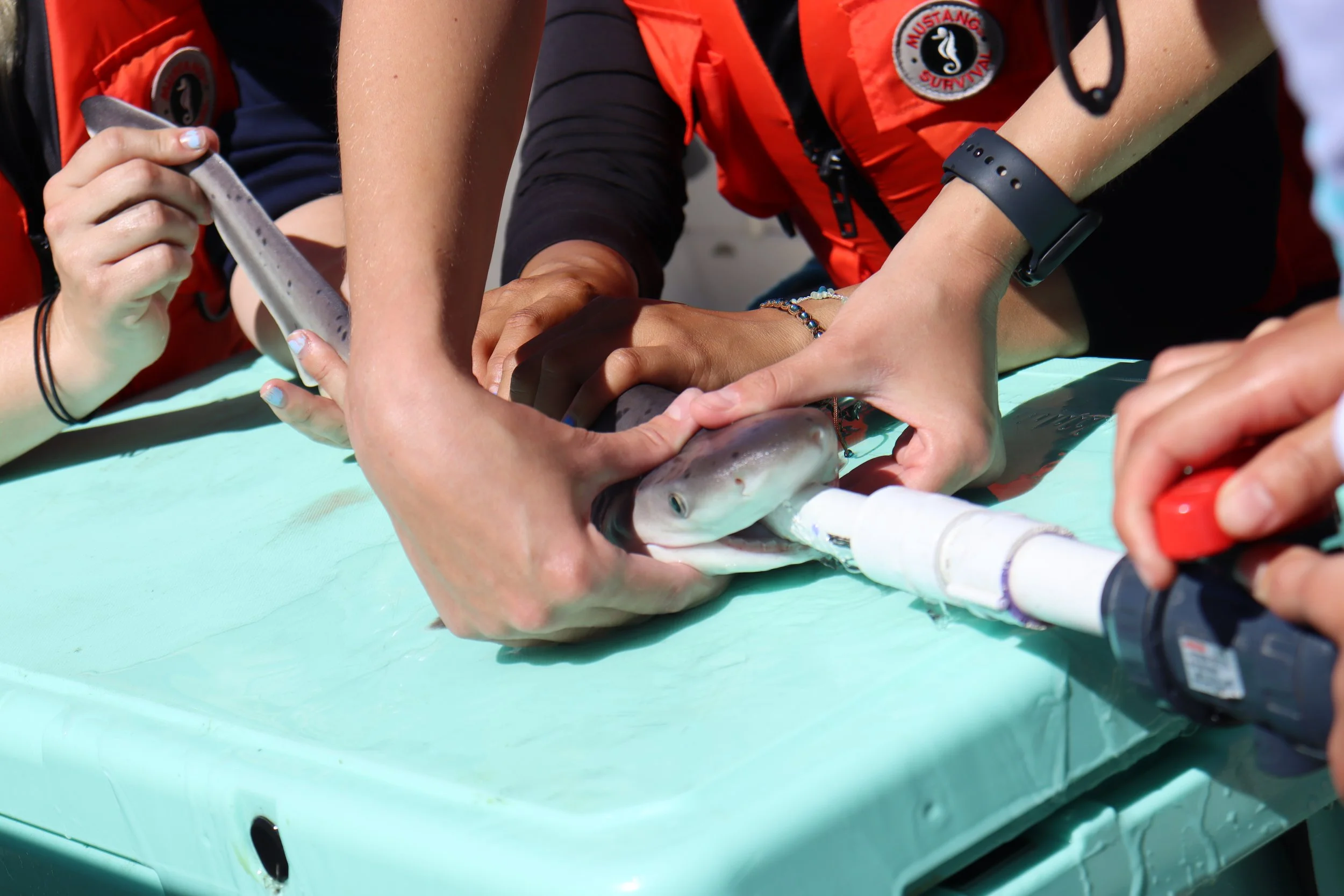 Neonate (baby) broad nose sevengill shark.