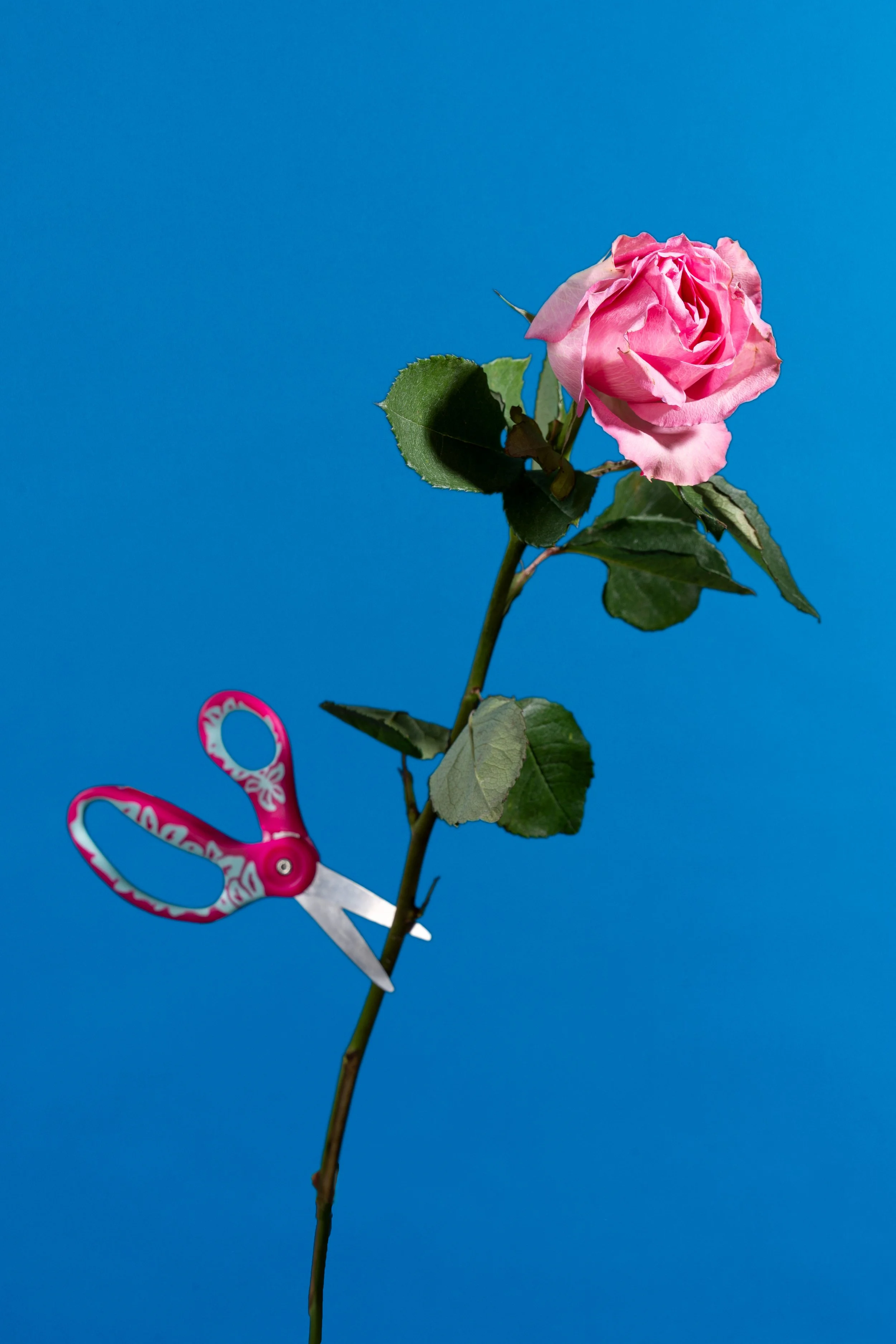 LA ROSA