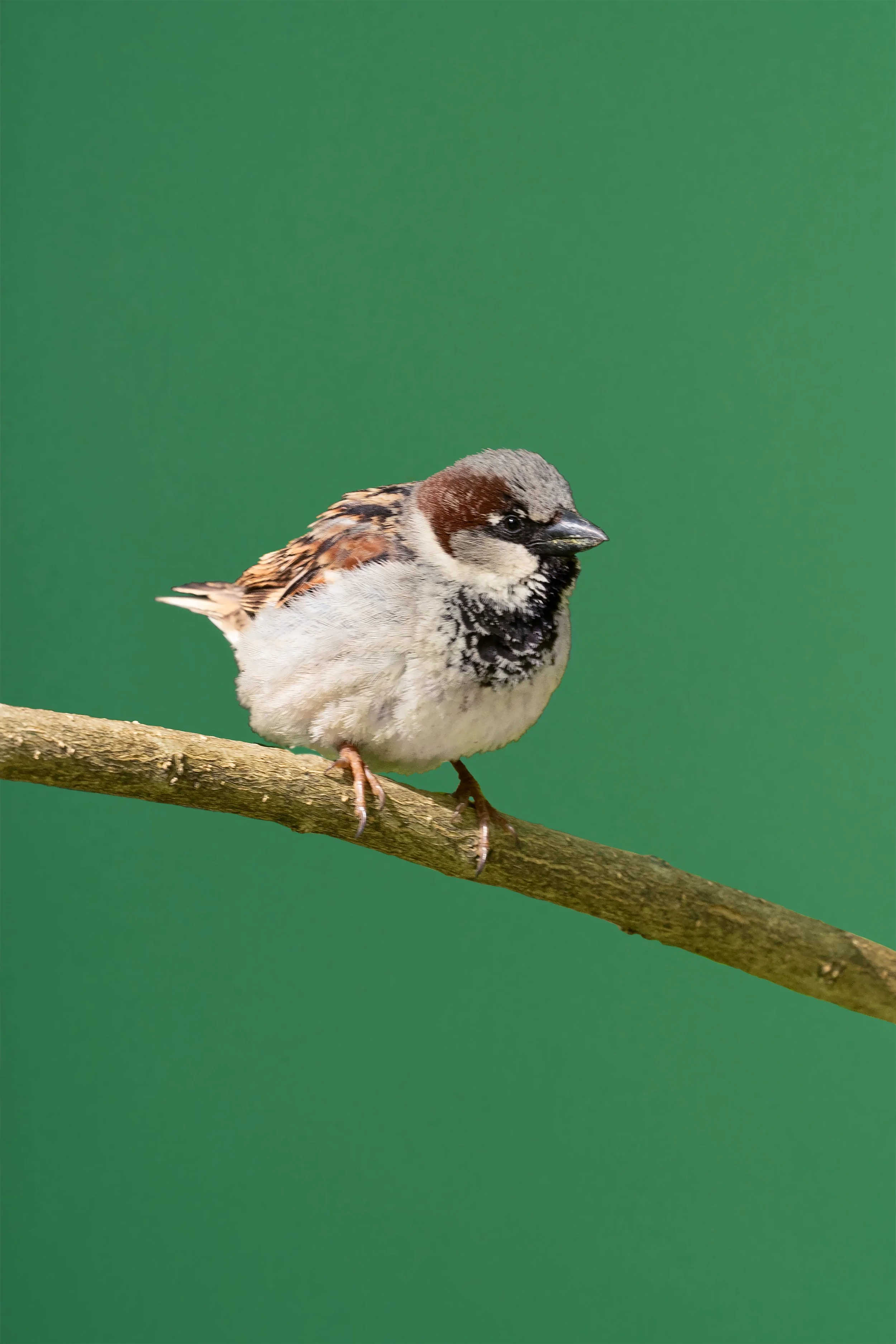 EL PÁJARO