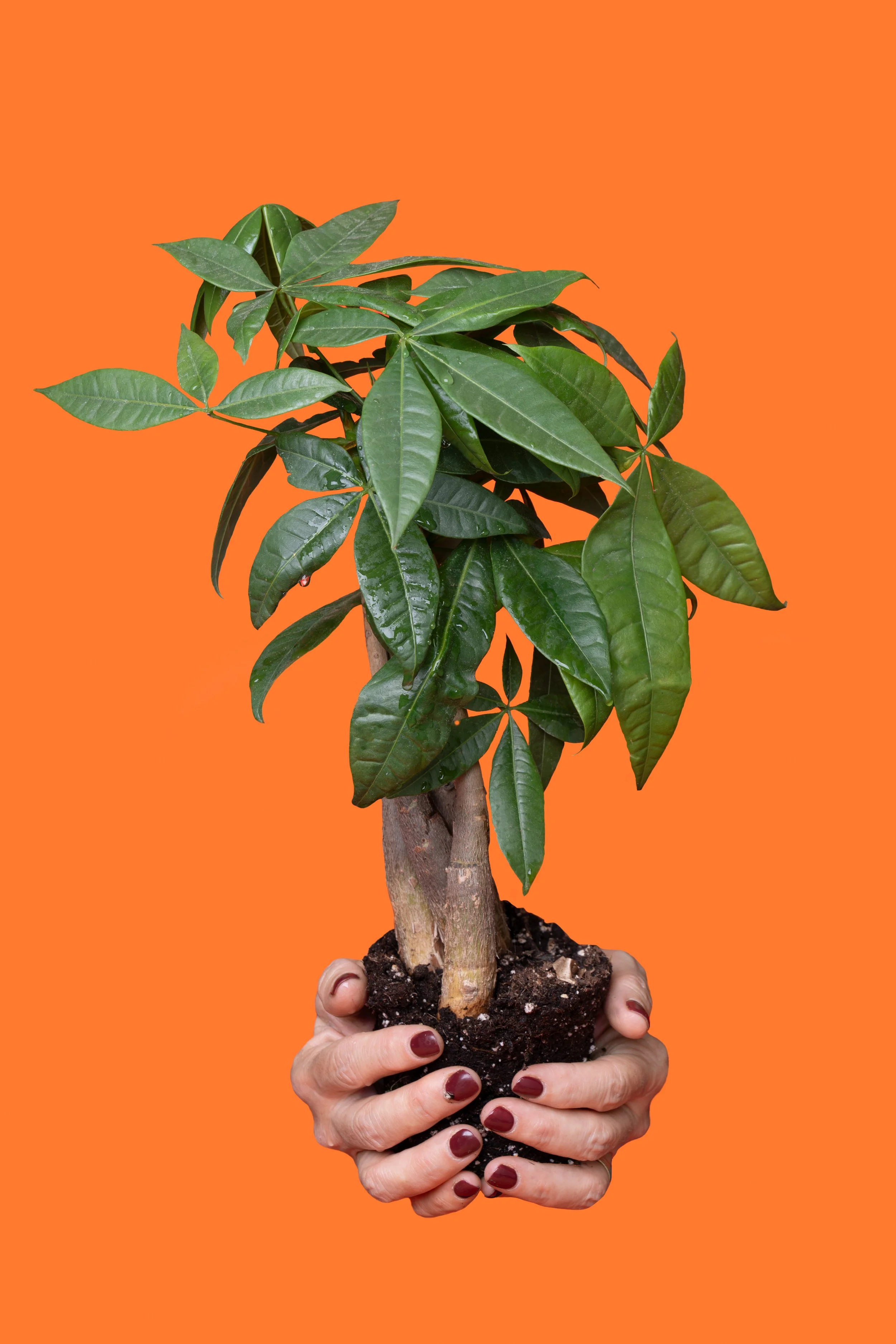 EL ÁRBOL