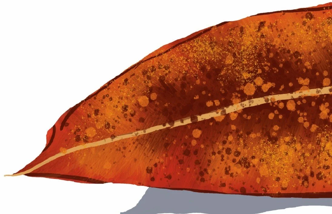 Red Leaf Crop.jpg