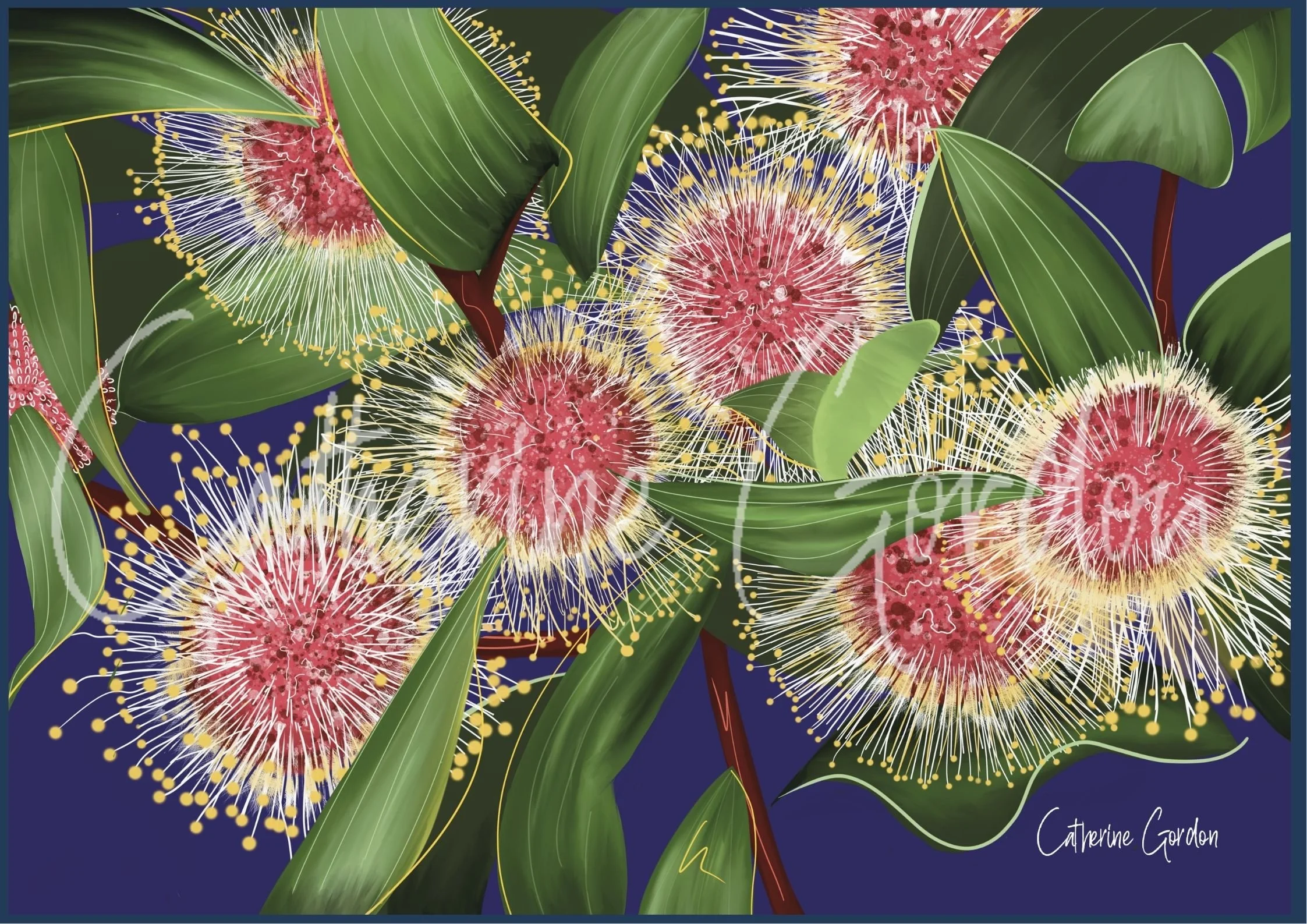 WM DS Hakea Laurena Pincushion.jpg
