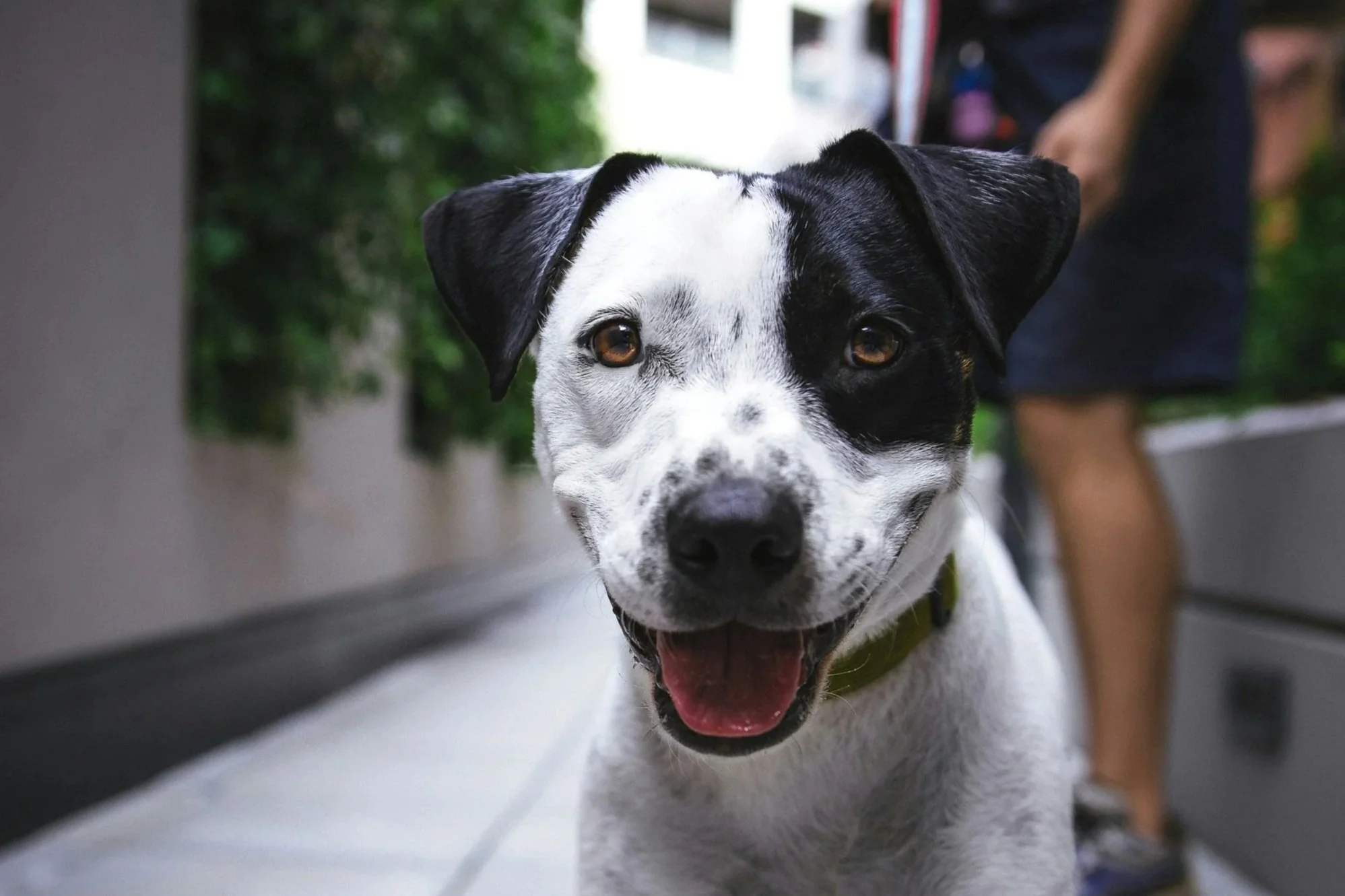 Pet Blessing Service