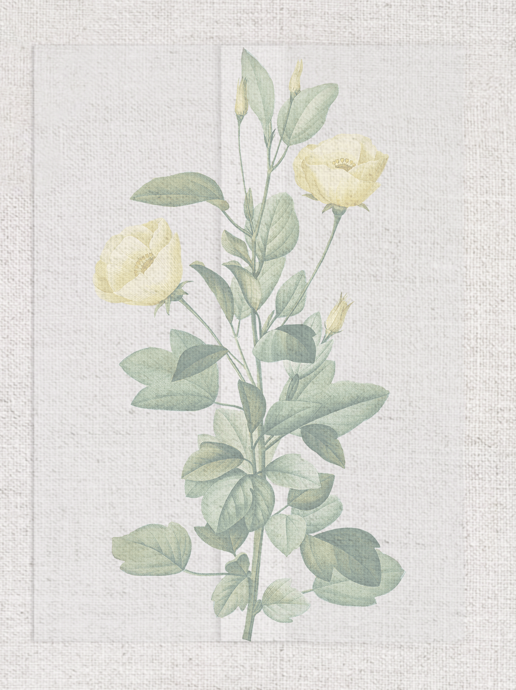 botanical no 10.png