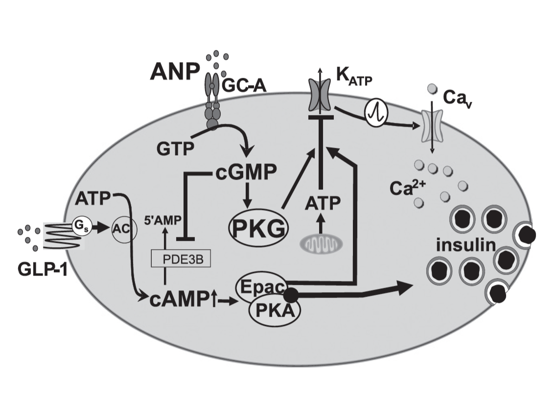 Atrial Natriuretic Peptide Affects Stimulus-Secretion Coupling of Pancreatic β-Cells