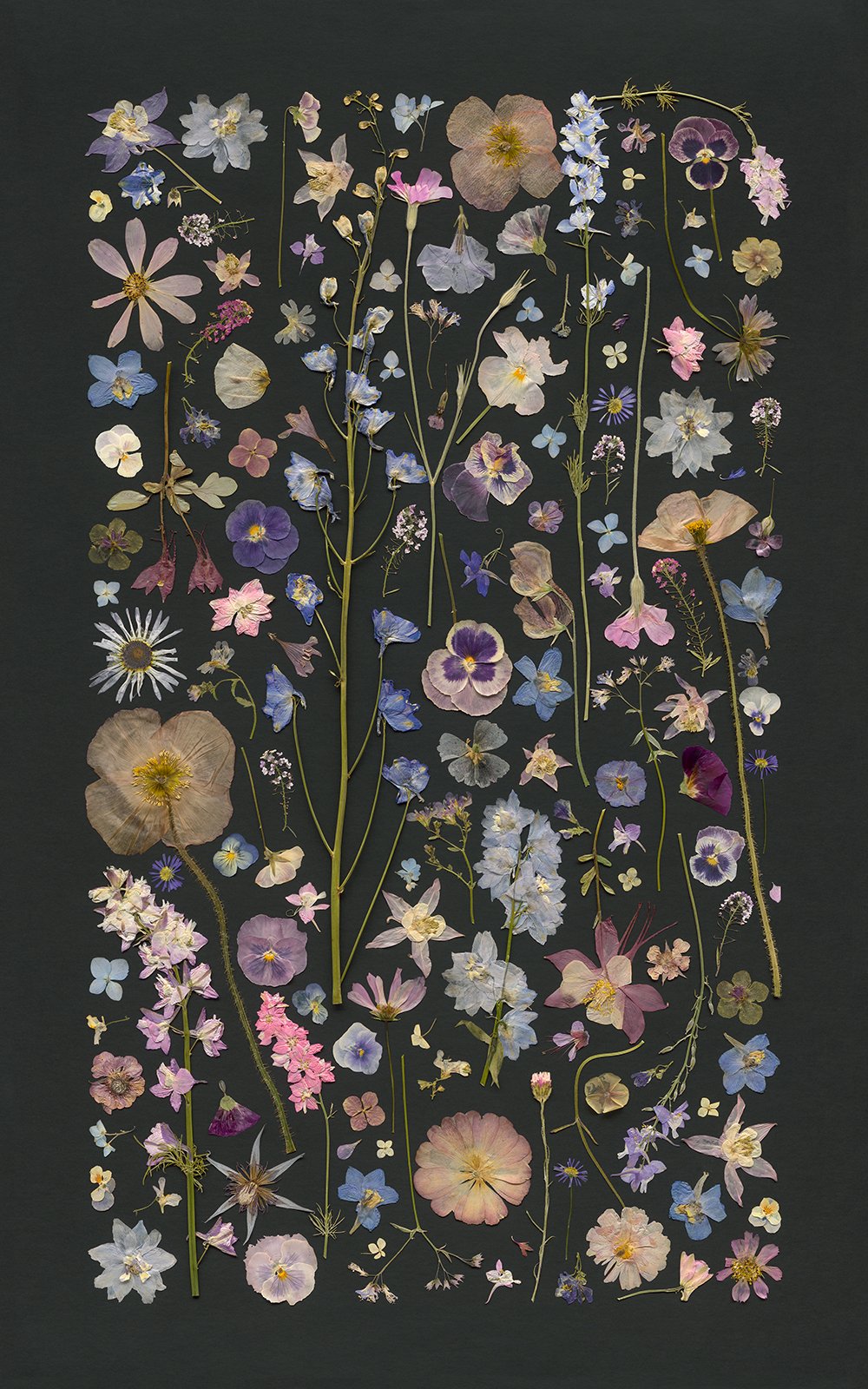 midnight meadow
