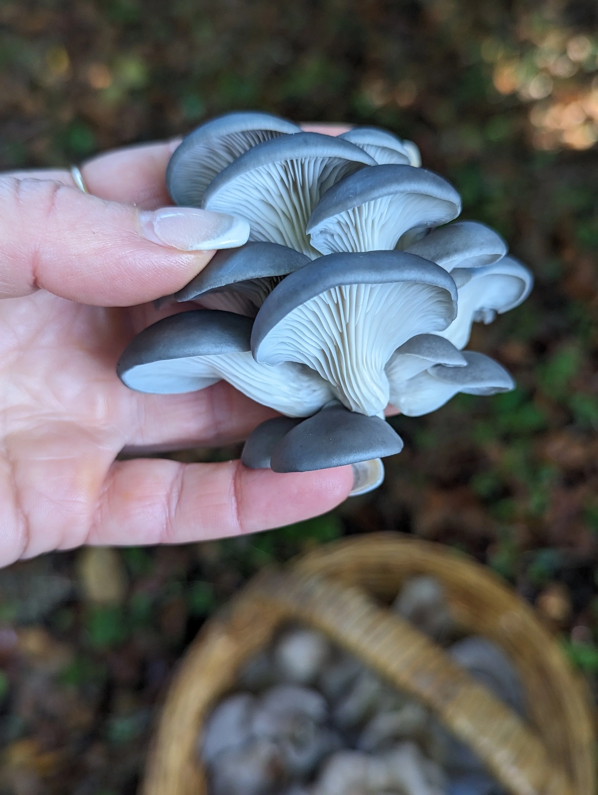 A hand holding a cluster of gray mushrooms with gills underneath, some dirt on the fingers, and blurred background.