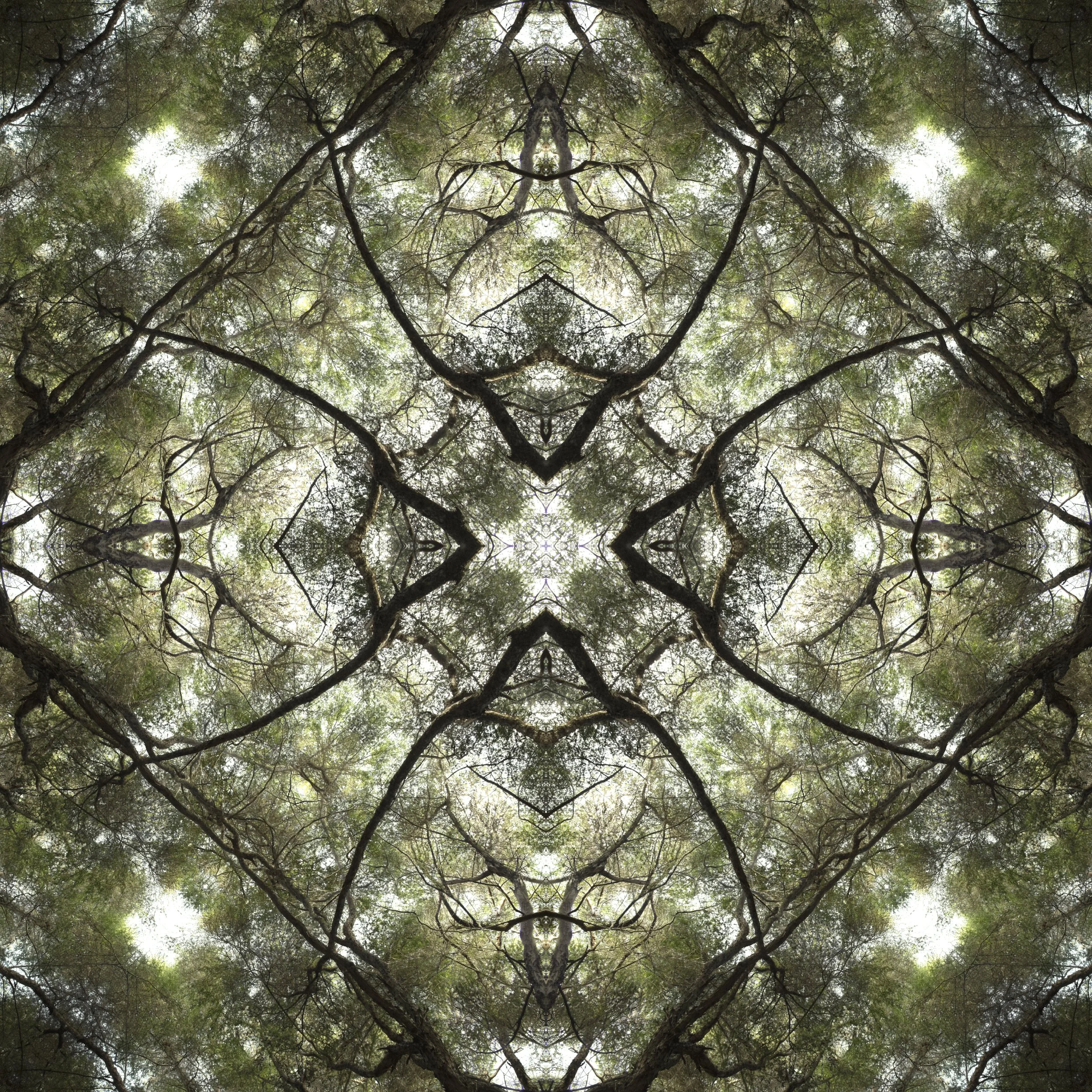Manuka_0272-Edit_tile_fl.jpg