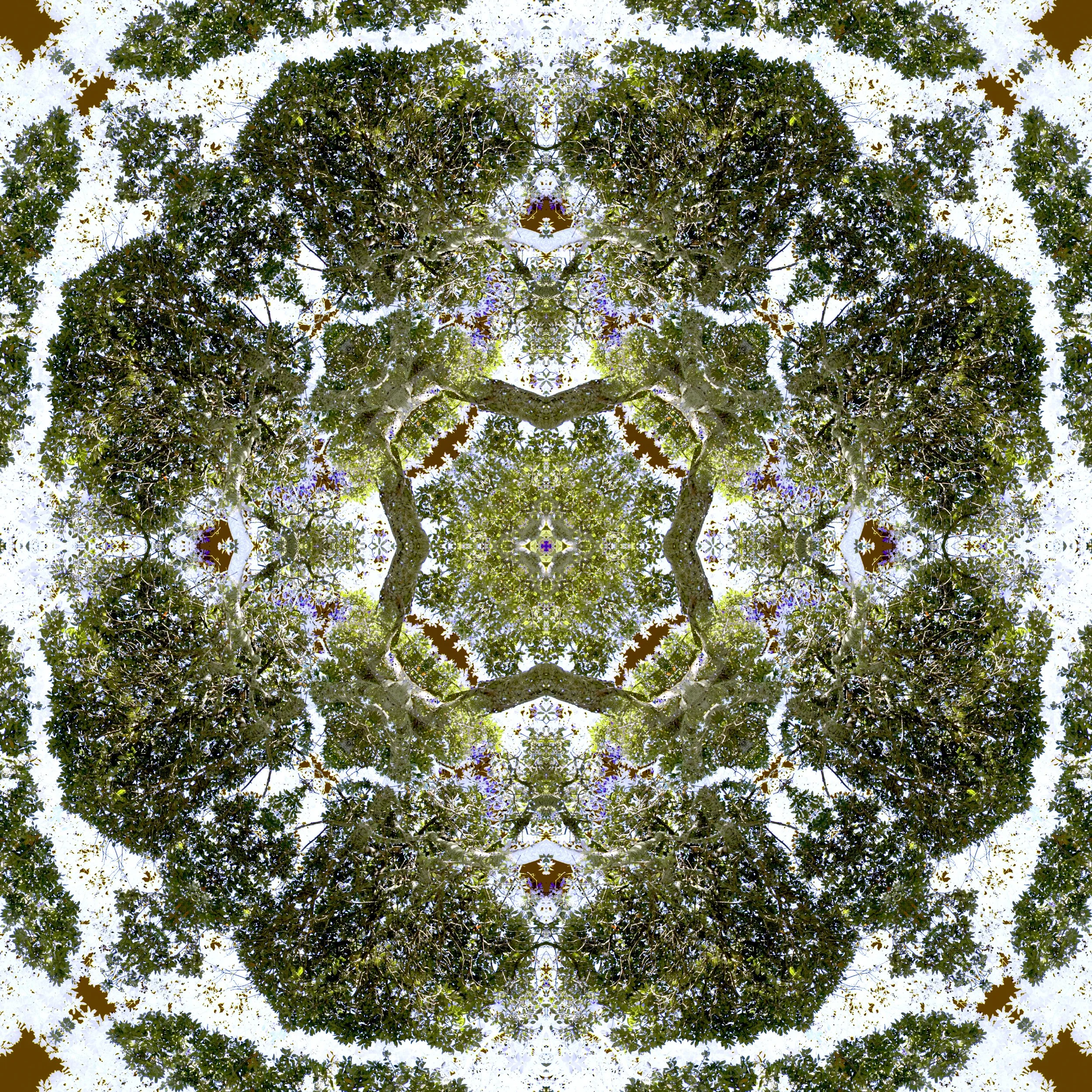 Pohutukawa