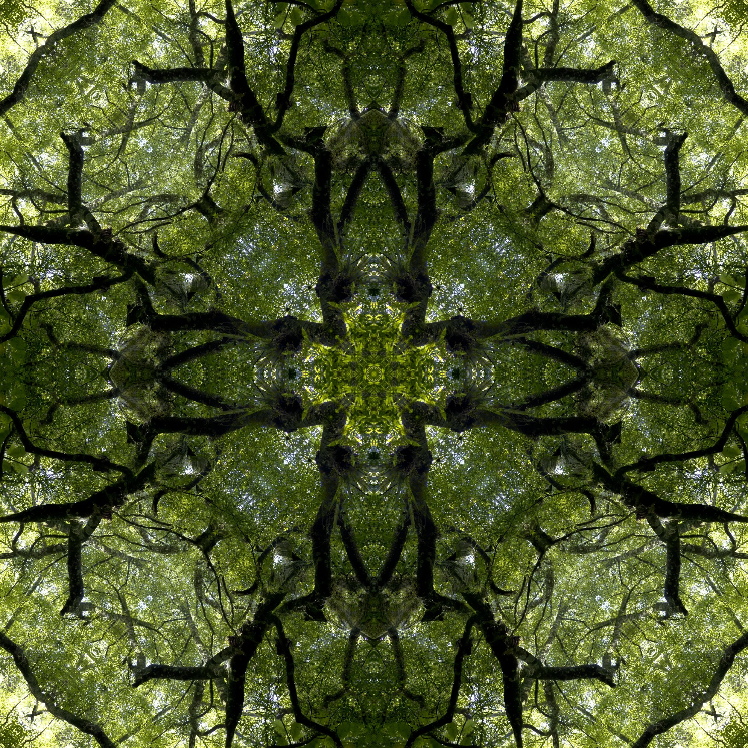 Tawa_9485_Tile_fl.jpg