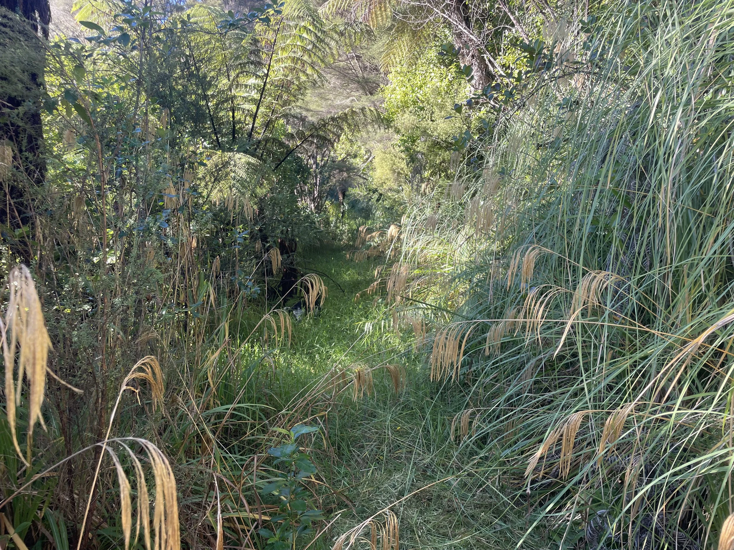 Overgrown walkway