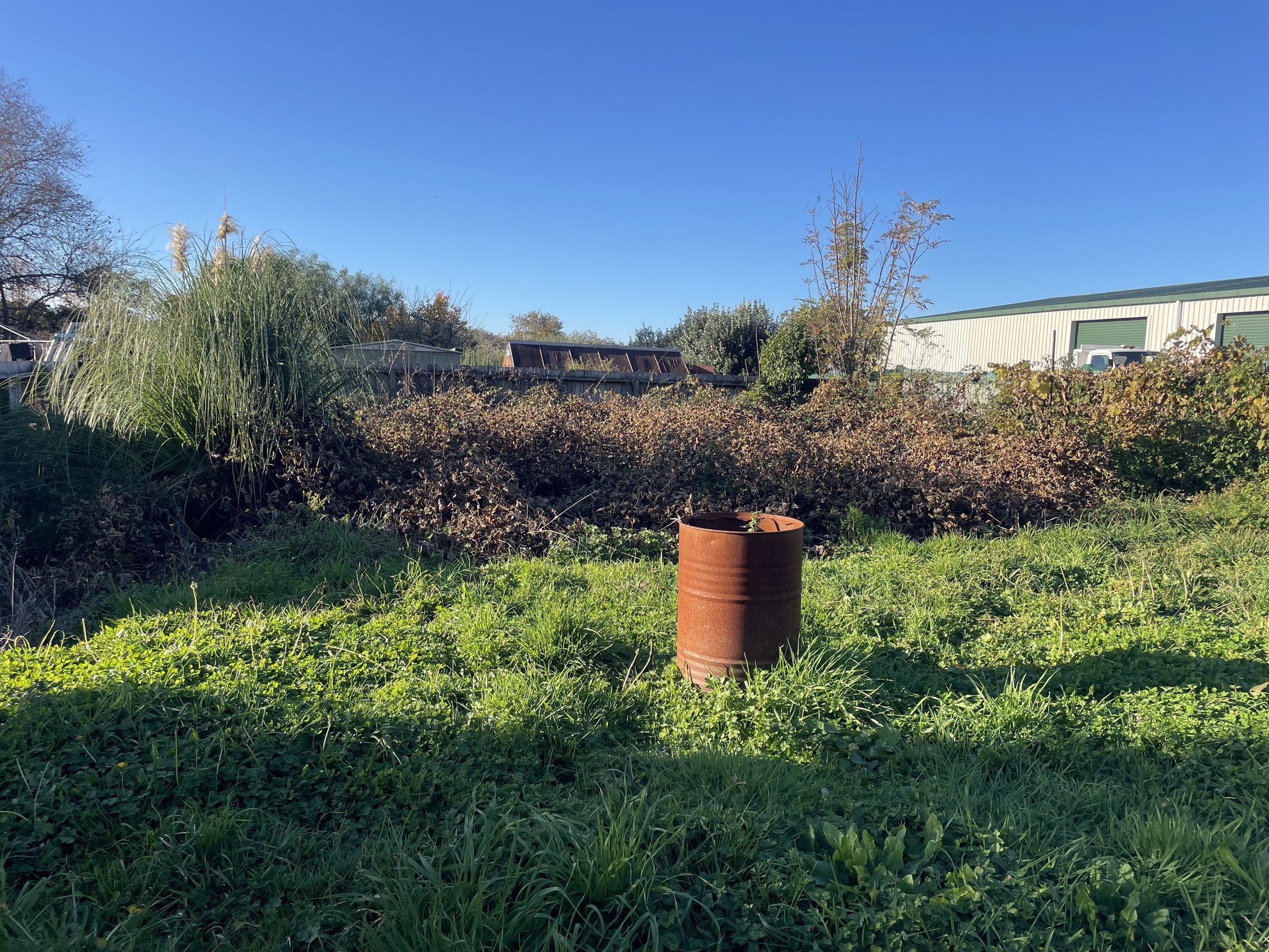 Overgrown Yard
