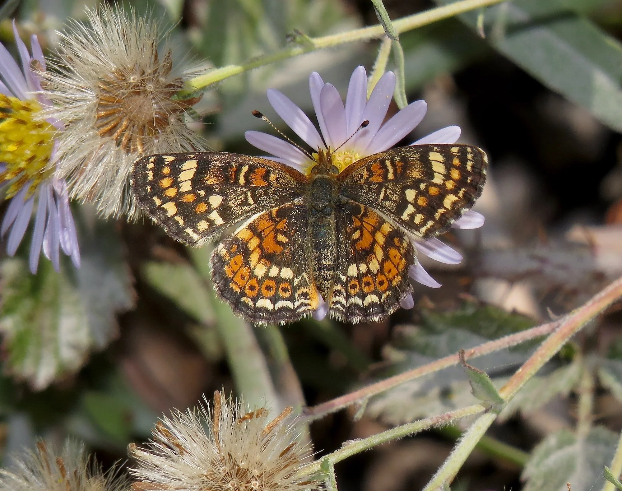 October Butterfly Walks