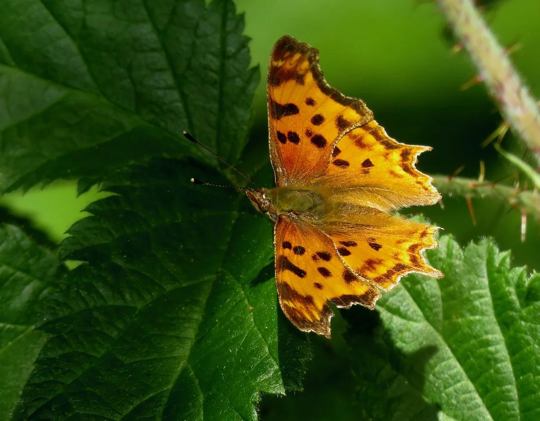 Butterfly Walks