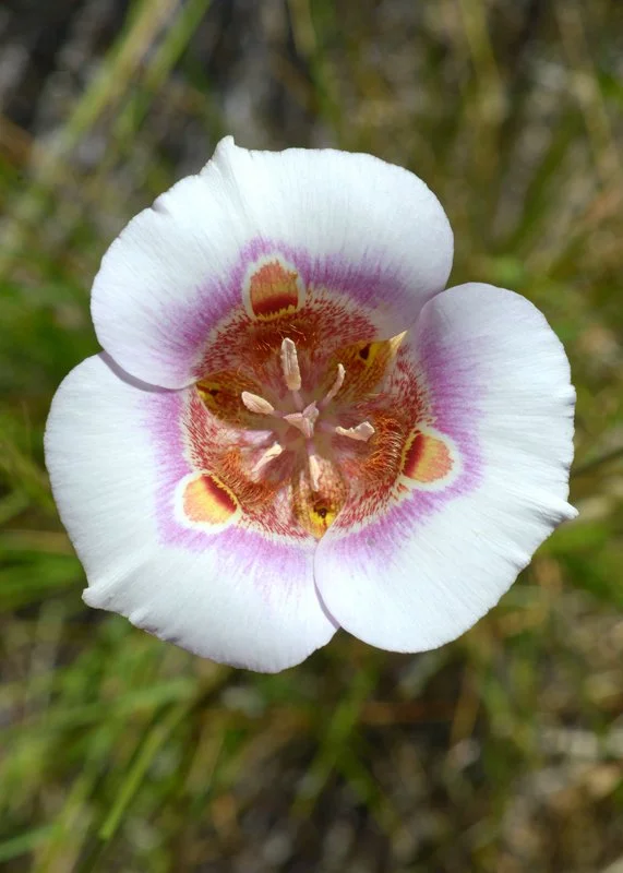 Calochortus argillosus Ron Parsons