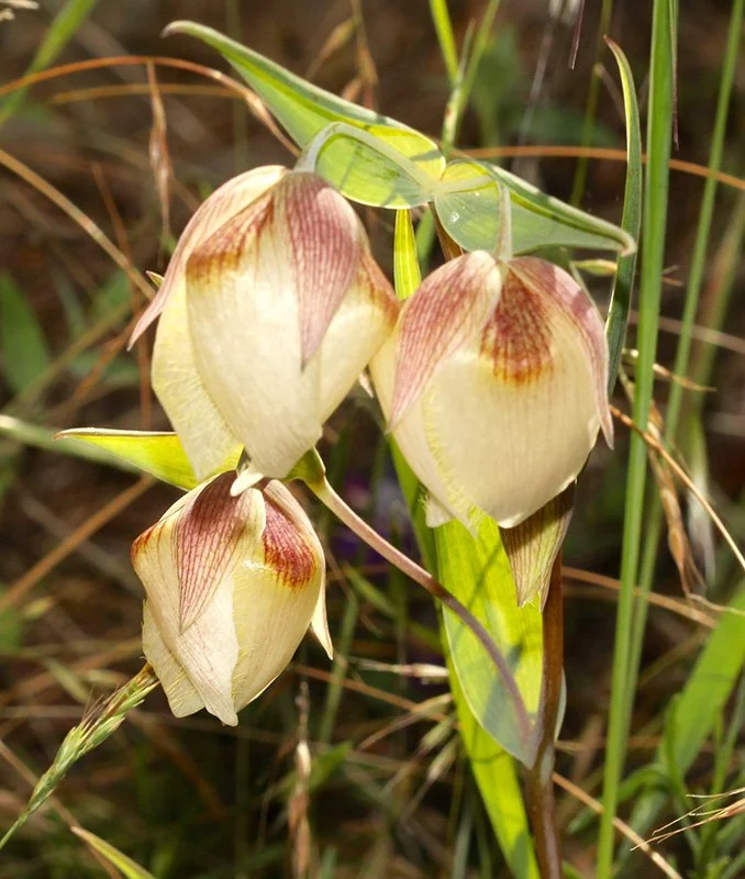 Calochortus albus, Table Mountain Glenn Keator