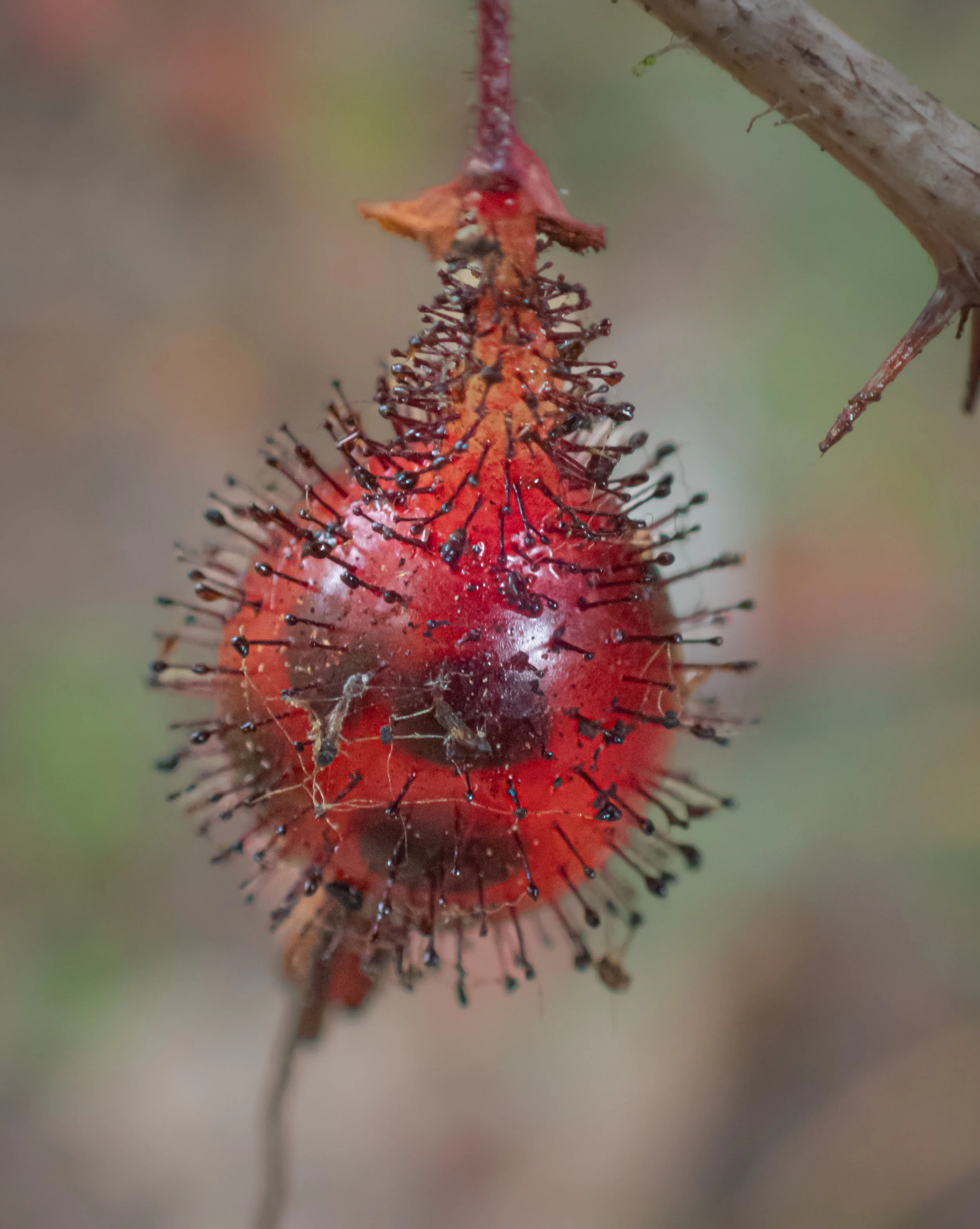 Fuchsia-Flowered Gooseberry - Ribes speciosum