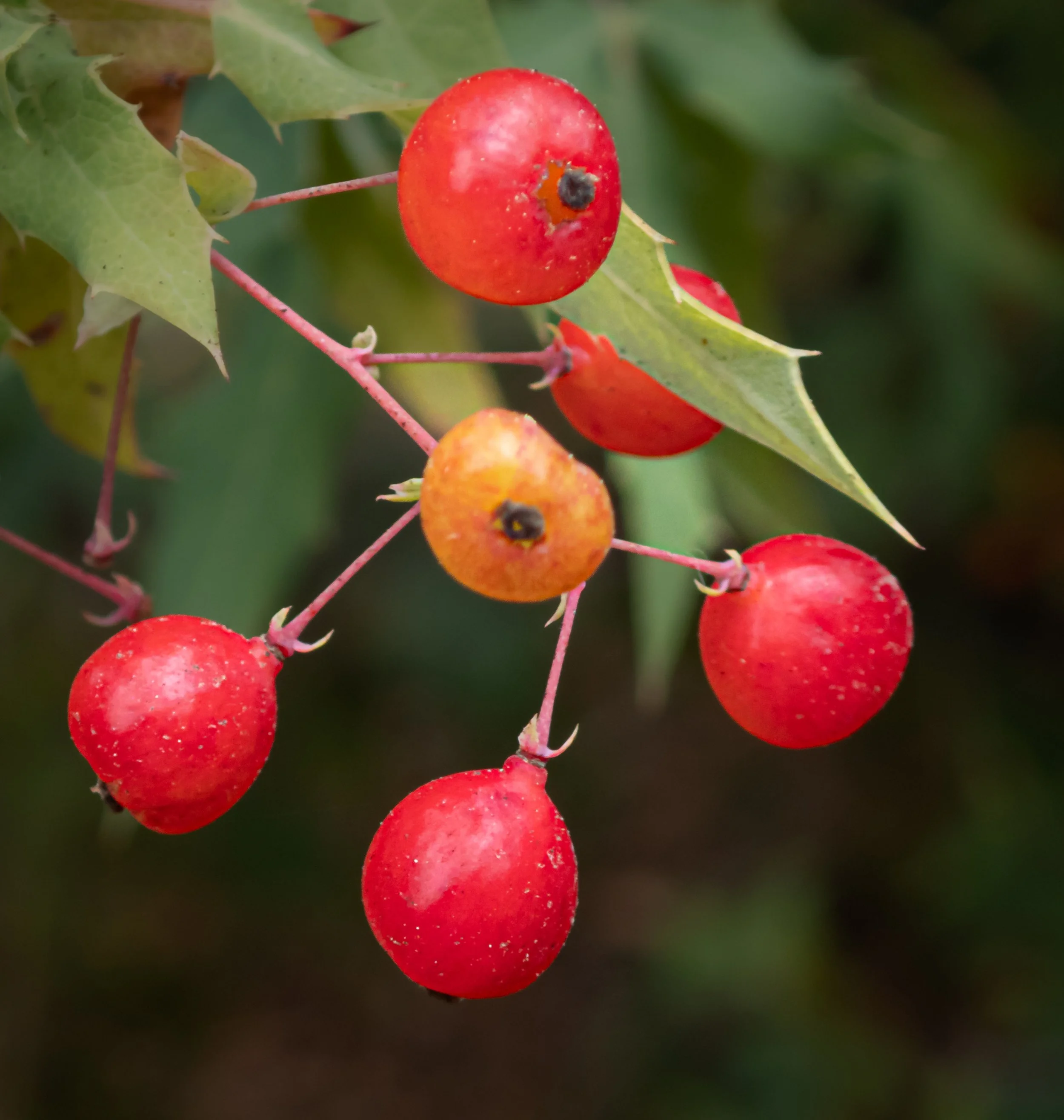 Nevin's Barberry - Berberis nevinii