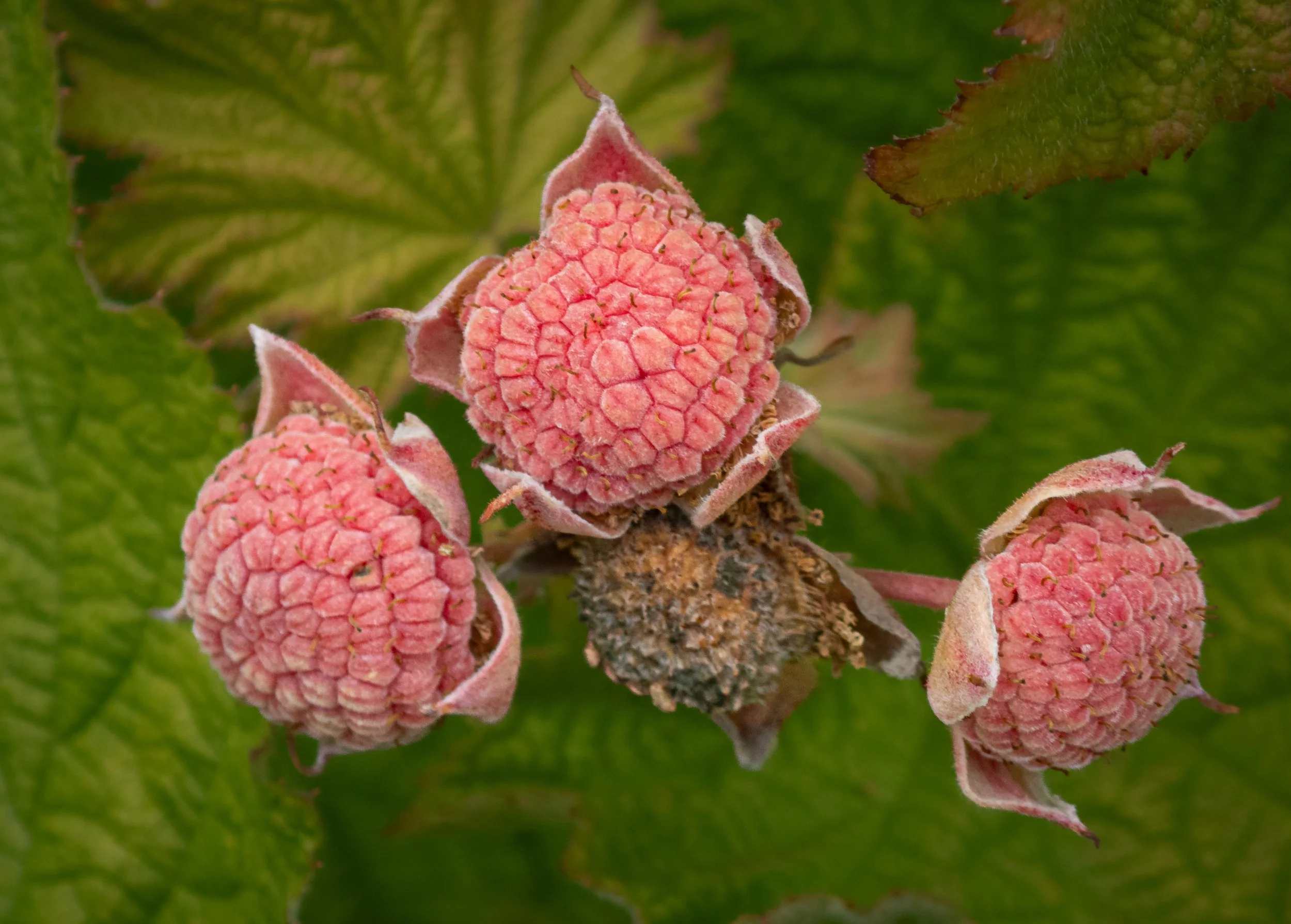 Thimbleberry - Rubus parviflorus