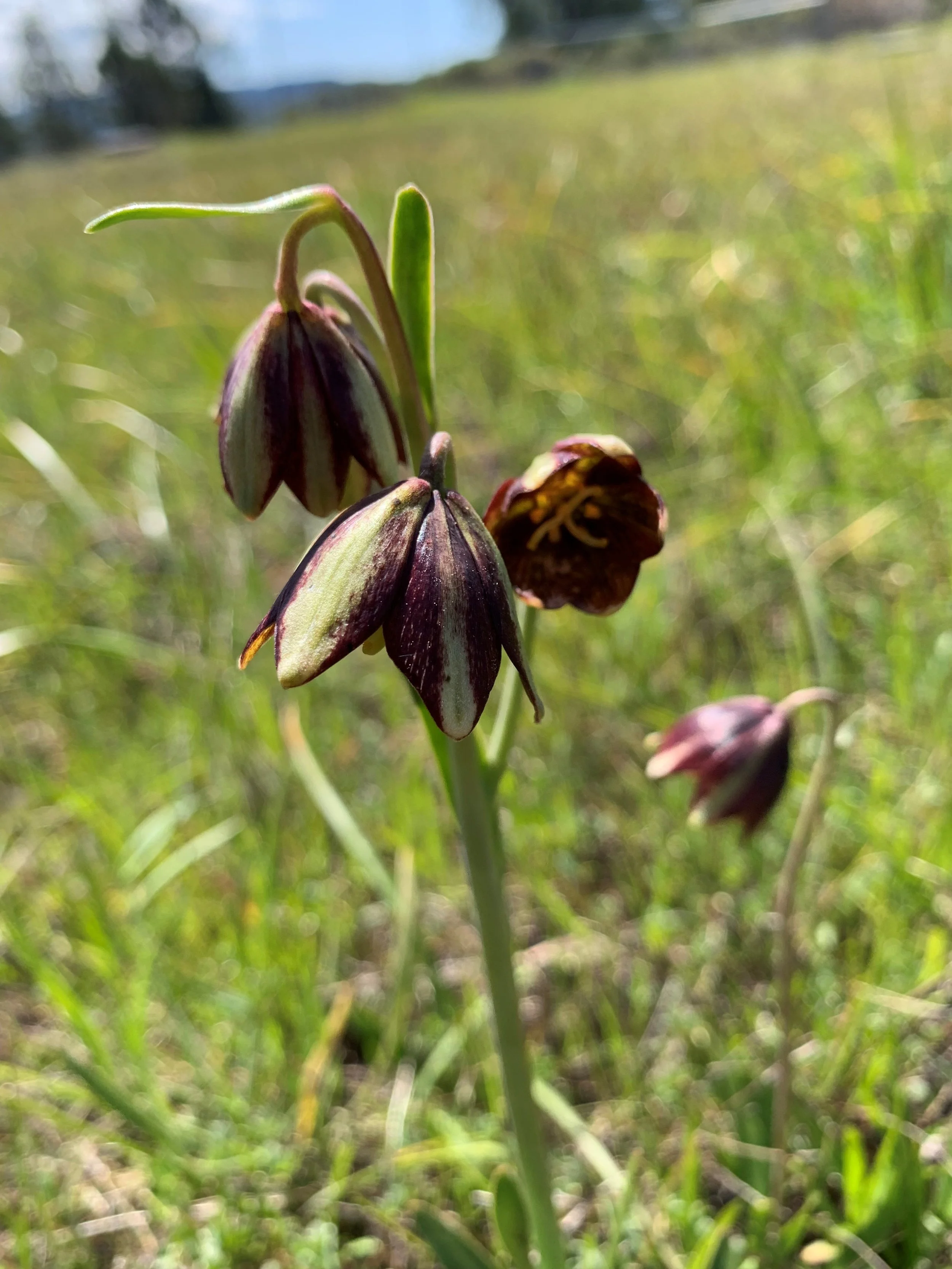 Wayne Roderick Lecture: Flora of Crystal Springs Watershed