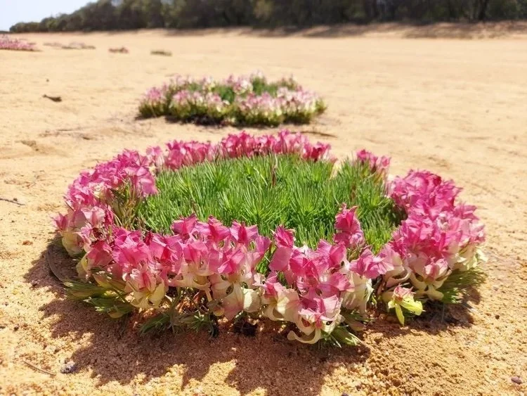 Wayne Roderick Lecture: Flora of Western Australia