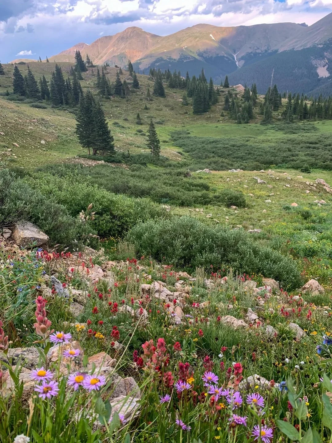 Wayne Roderick Lecture: Alpines of Berthoud Pass