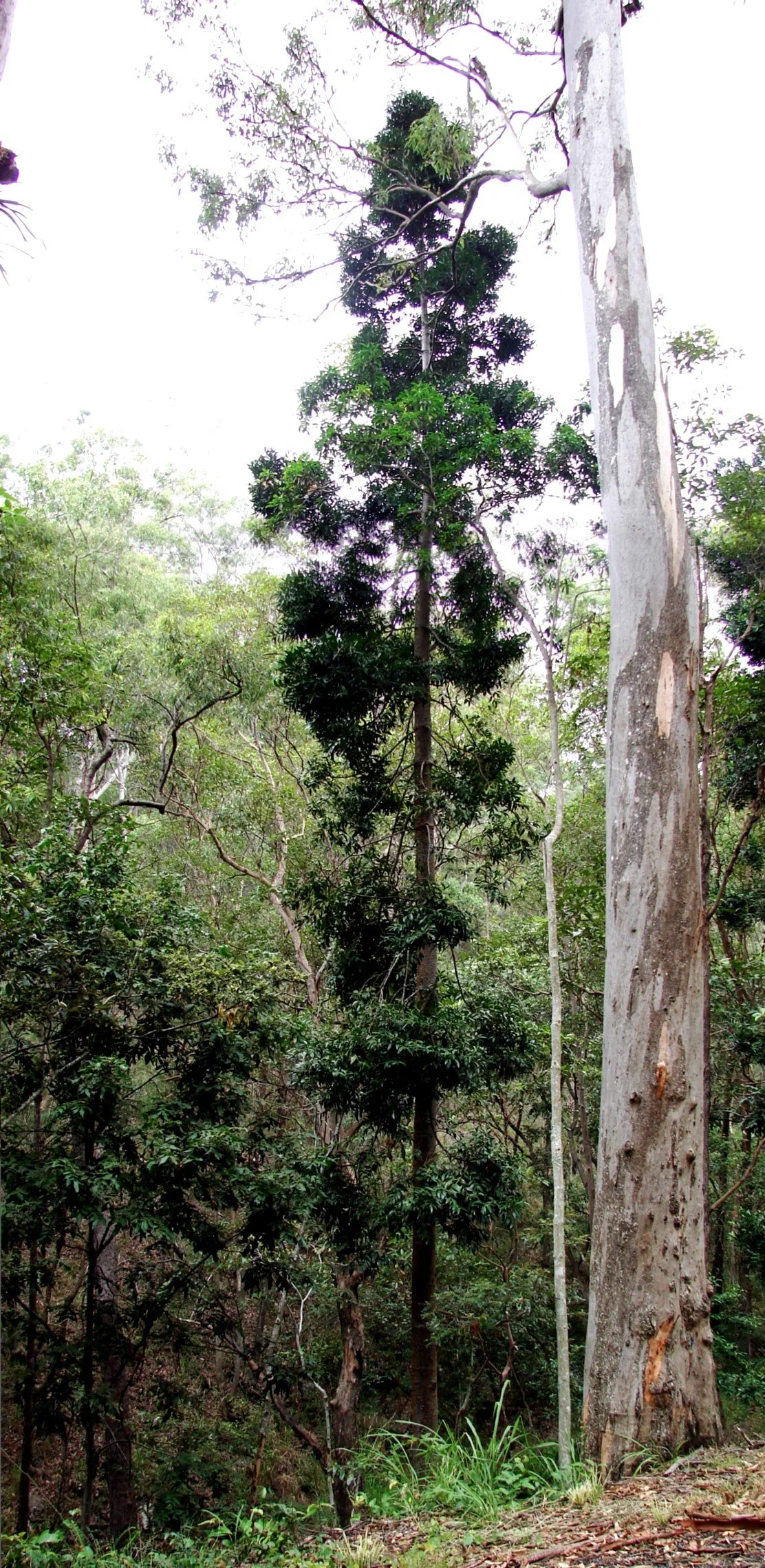 Wayne Roderick Lecture: Flora of New Zealand