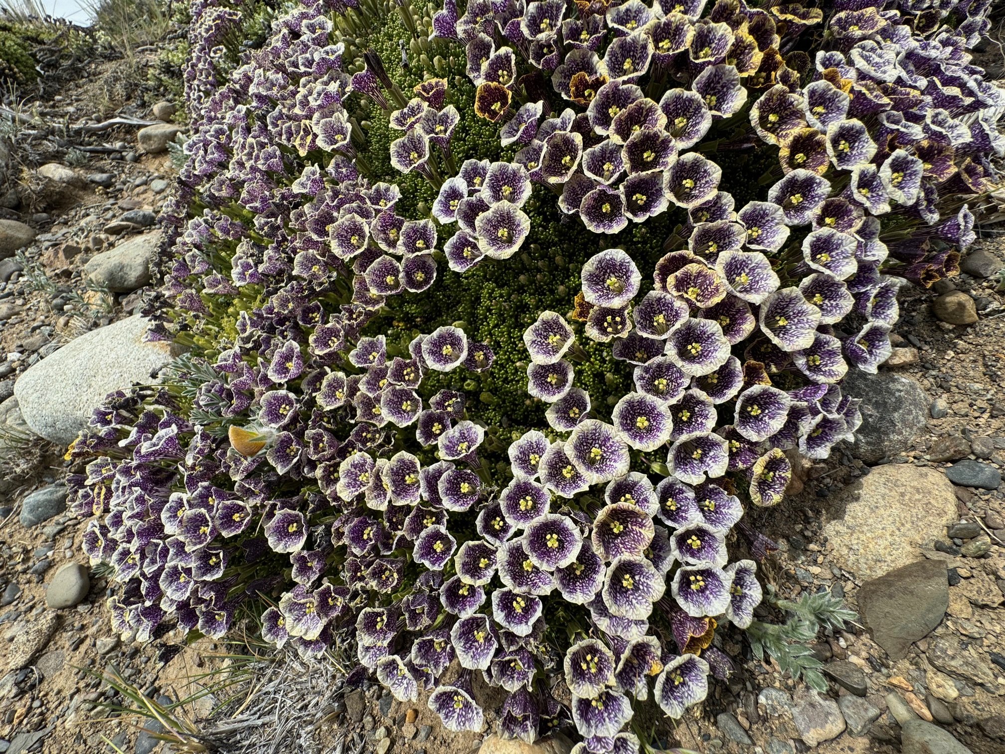 Wayne Roderick Lecture: Patagonian Flora Highlights