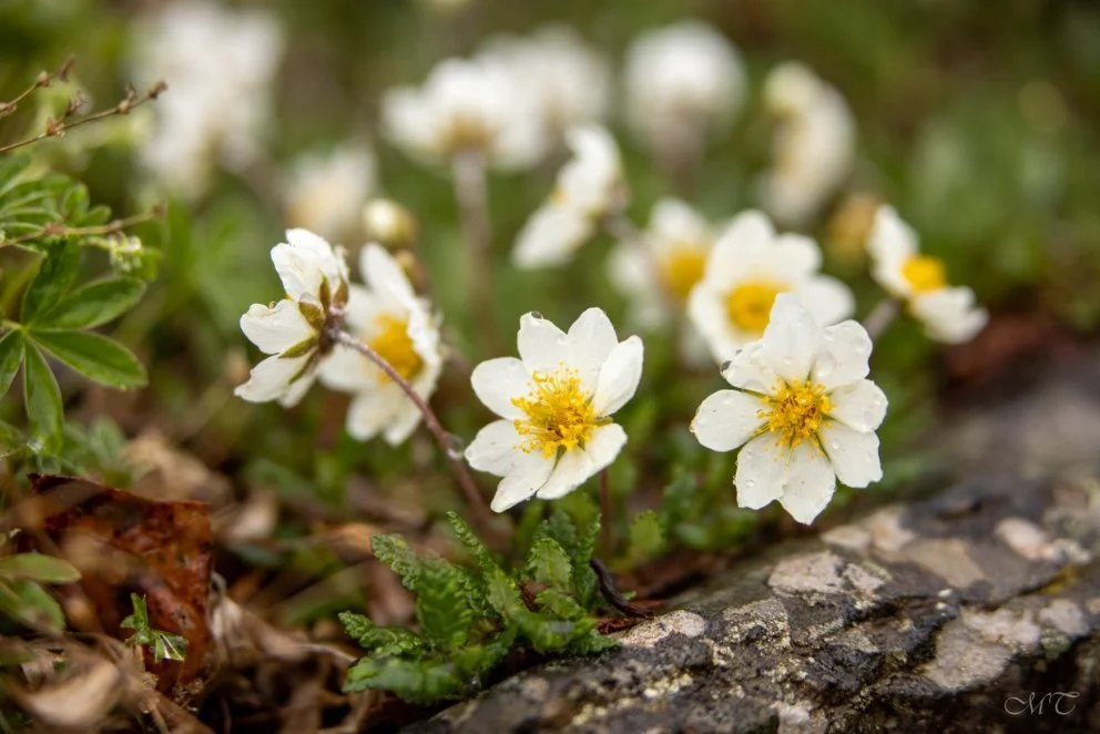 Wayne Roderick Lecture: Images and Tales from Iceland