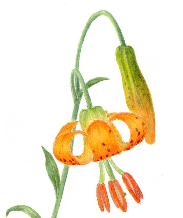 vorobik lily.png