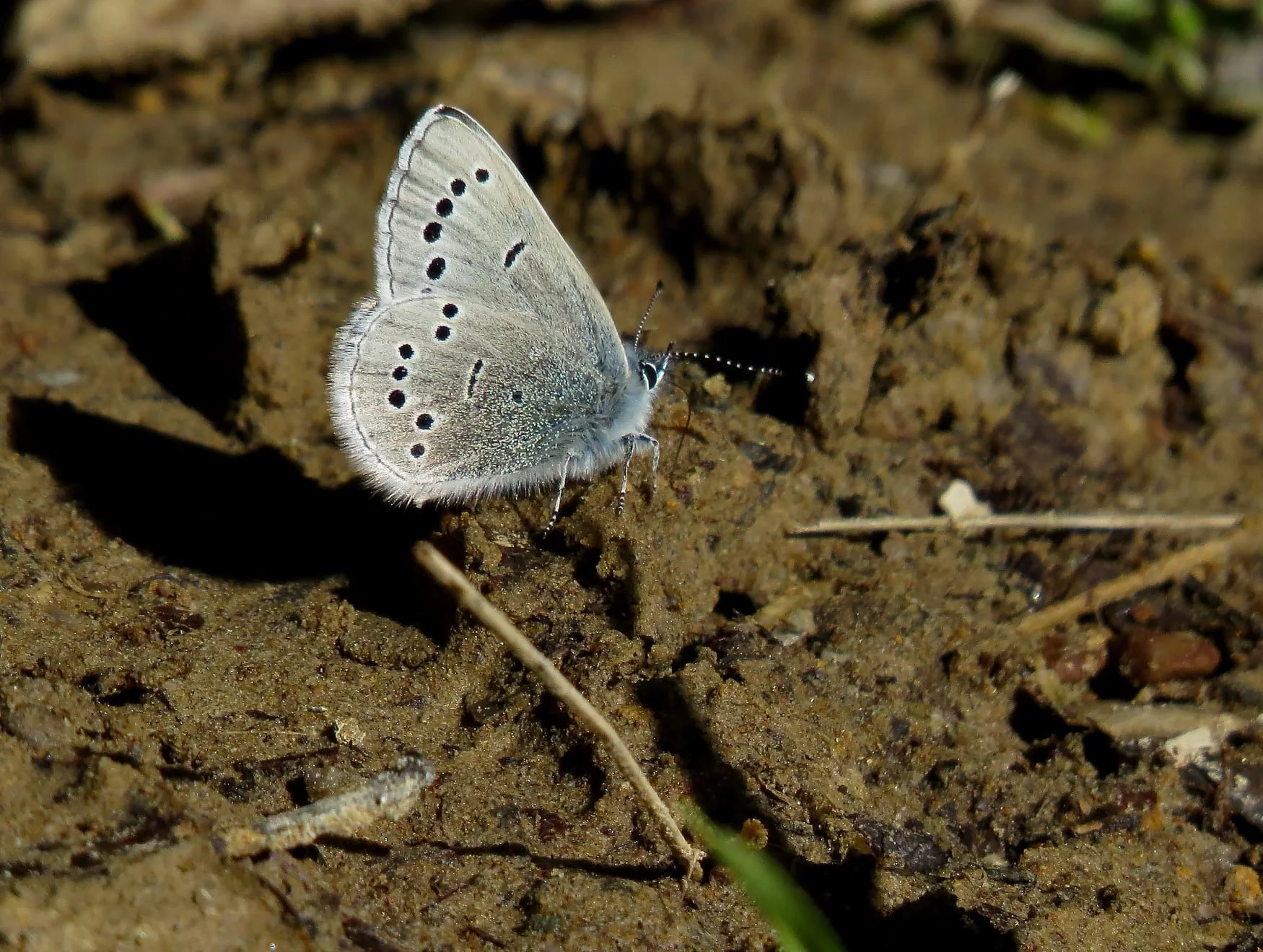 Silvery Blue