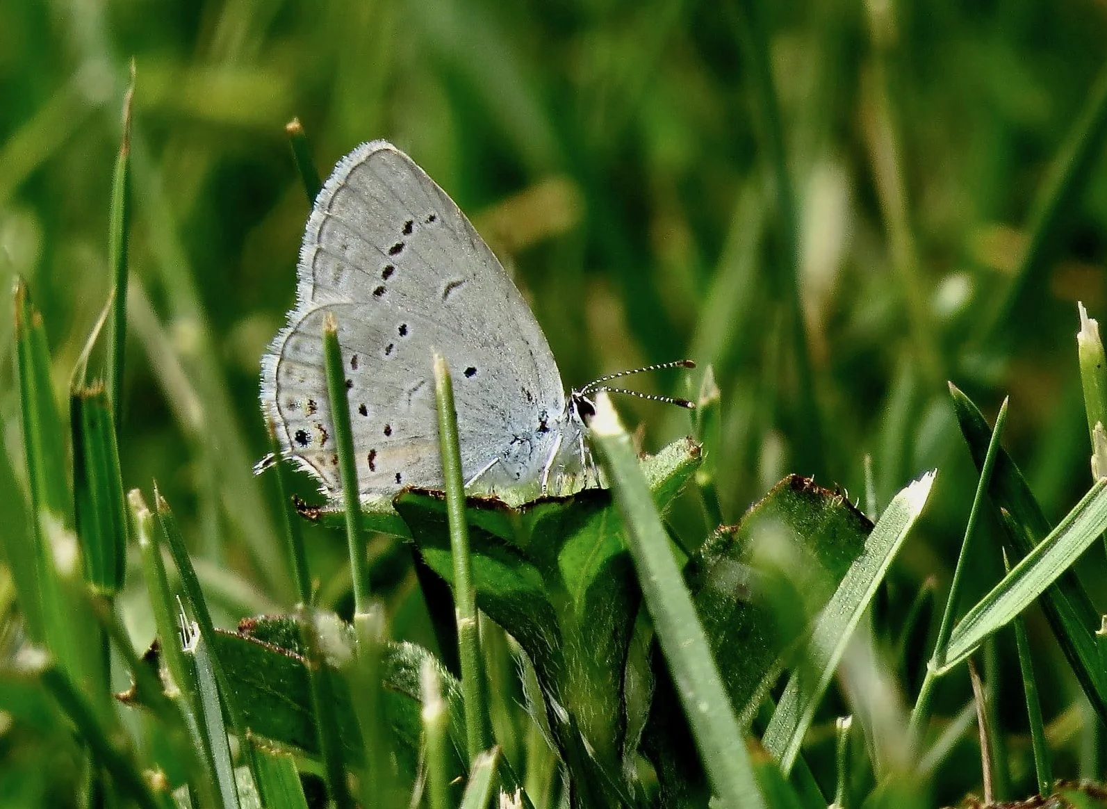 Western Tailed-blue