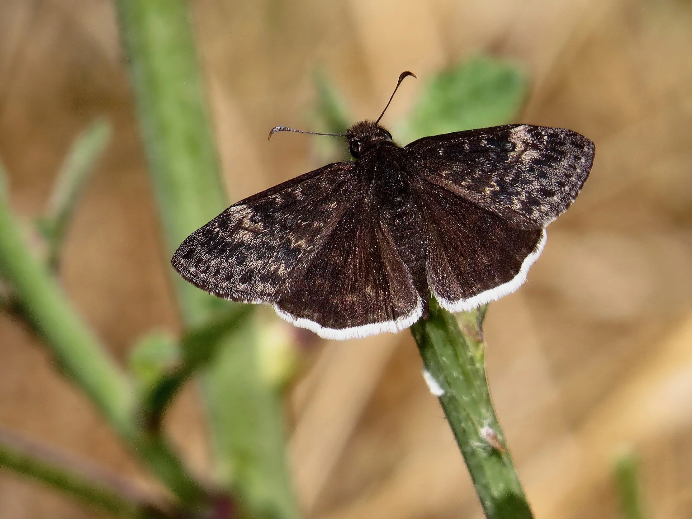 Funereal Duskywing