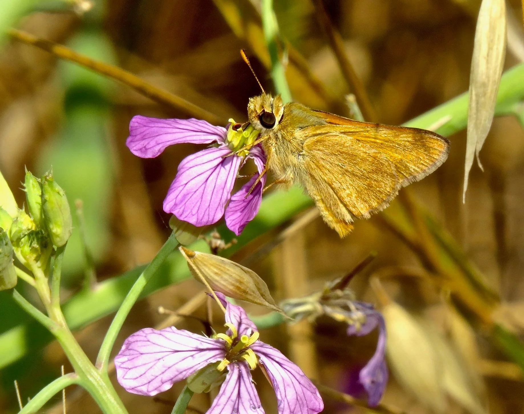 Woodland Skipper