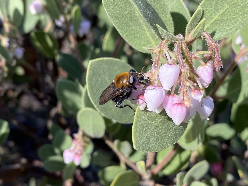 Pollination of California Native Plants