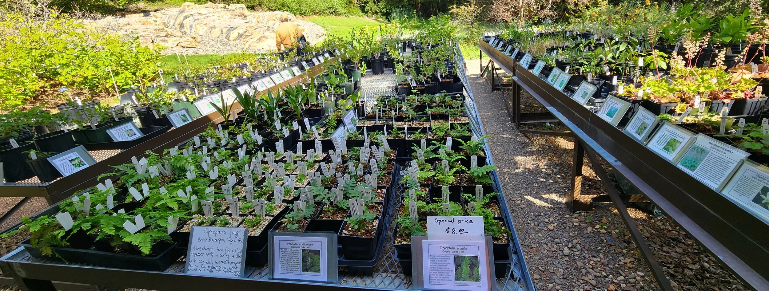 Fall Plant Sale