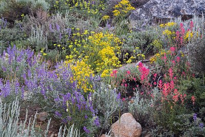 wildflower garden.jpg
