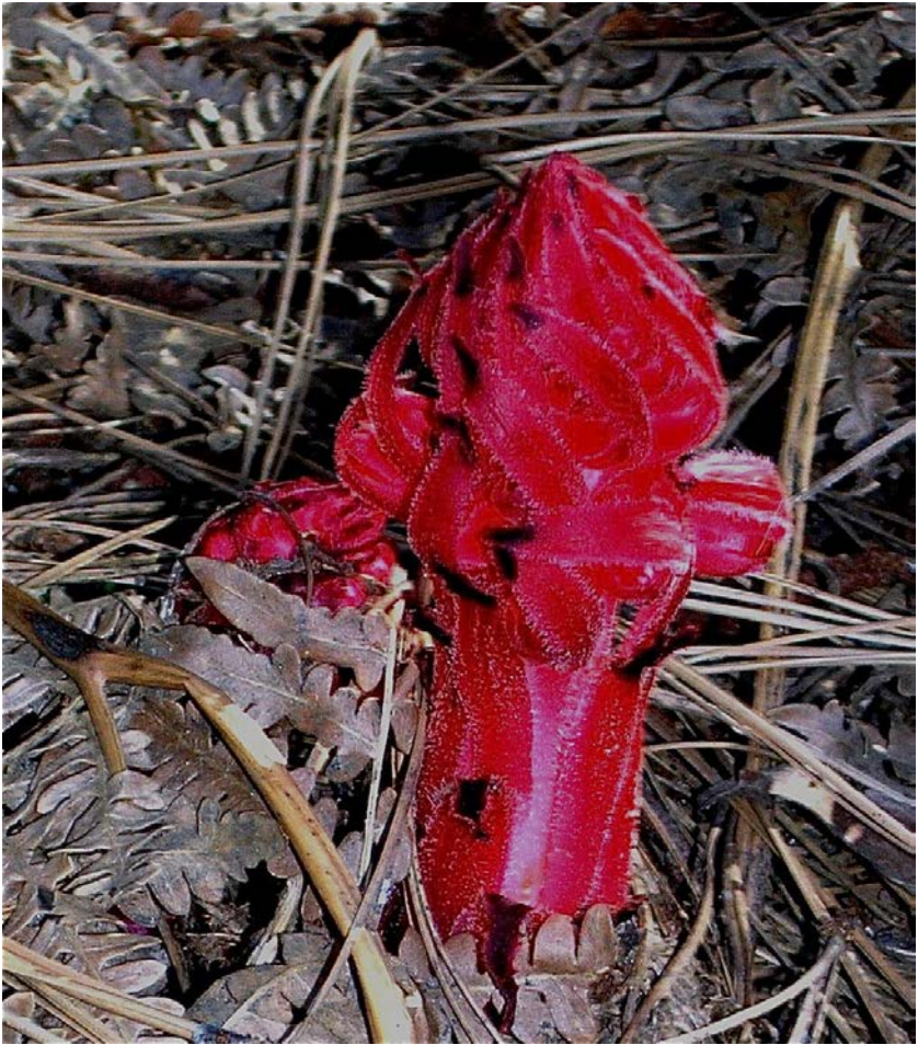 Plant Kingdom with Glenn Keator