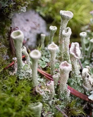 Wayne Roderick Lecture: Lichens