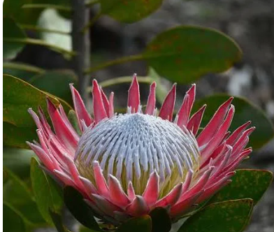 protea.jpg