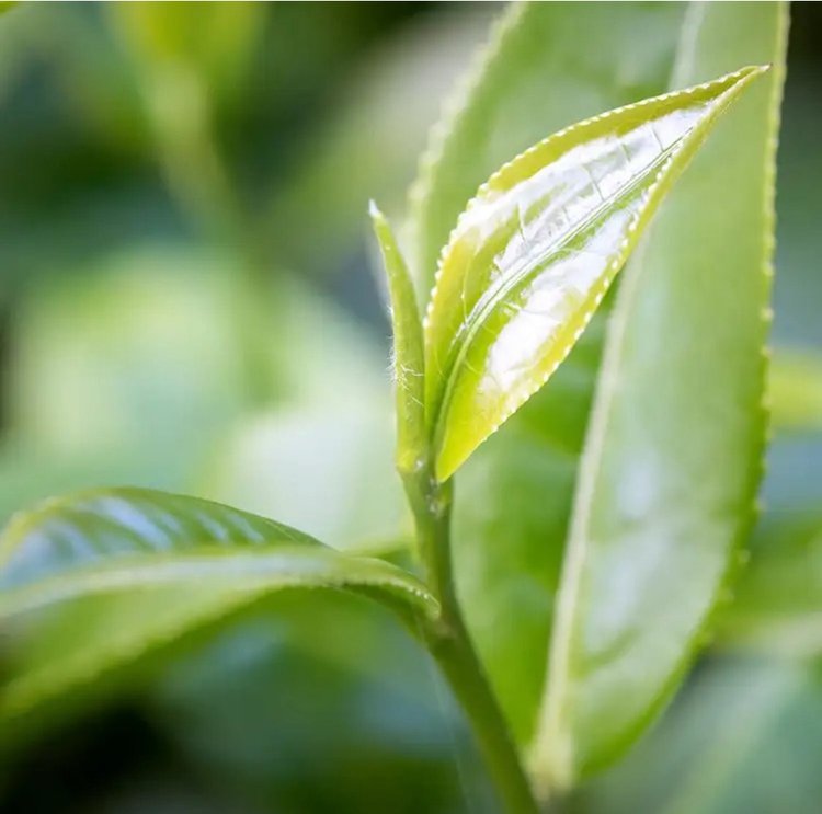 White Tea