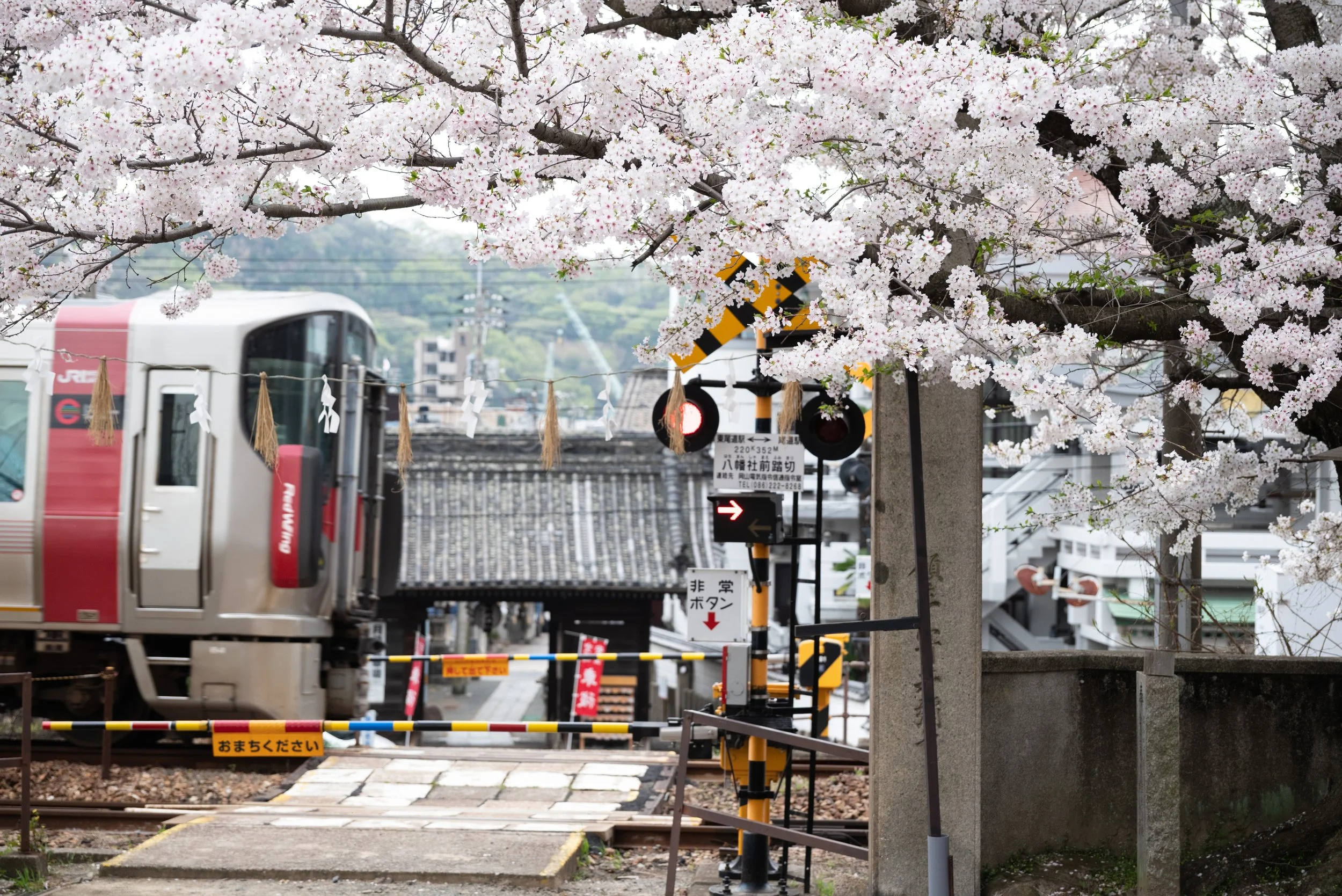 No7045_久保八幡神社の桜.jpg
