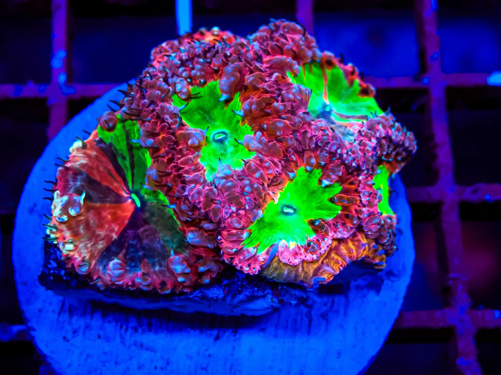 OC CORAL SHOW - SPRING
