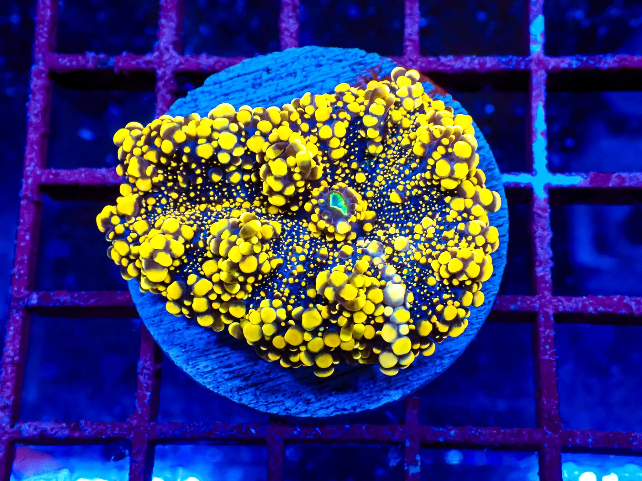  OC CORAL SHOW - SUMMER