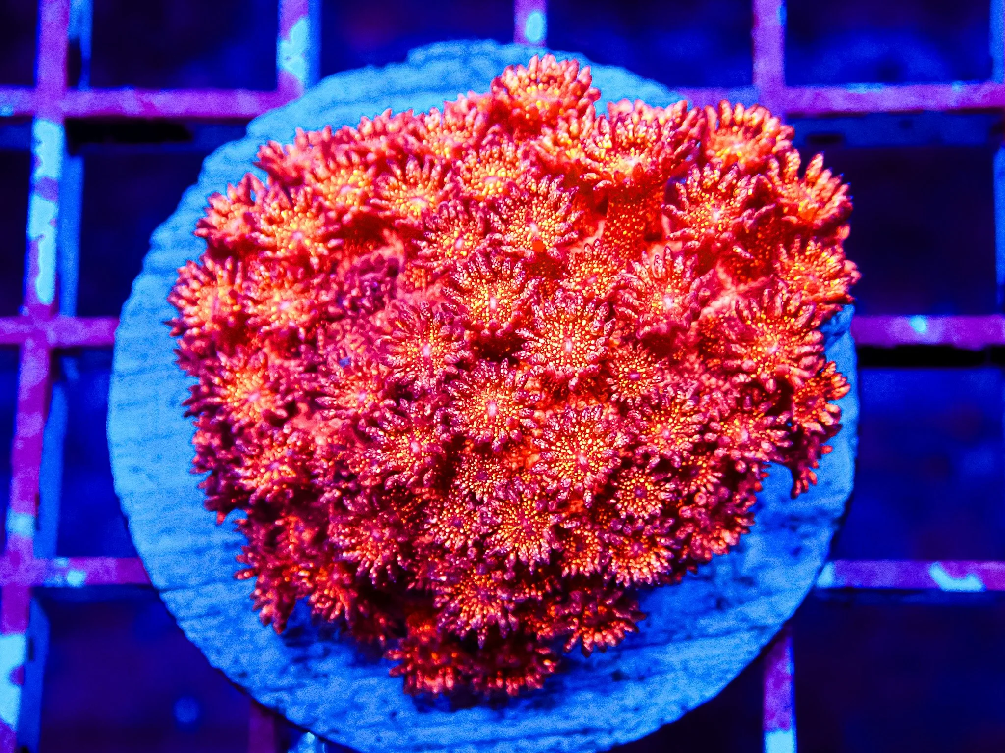 OC CORAL SHOW - WINTER