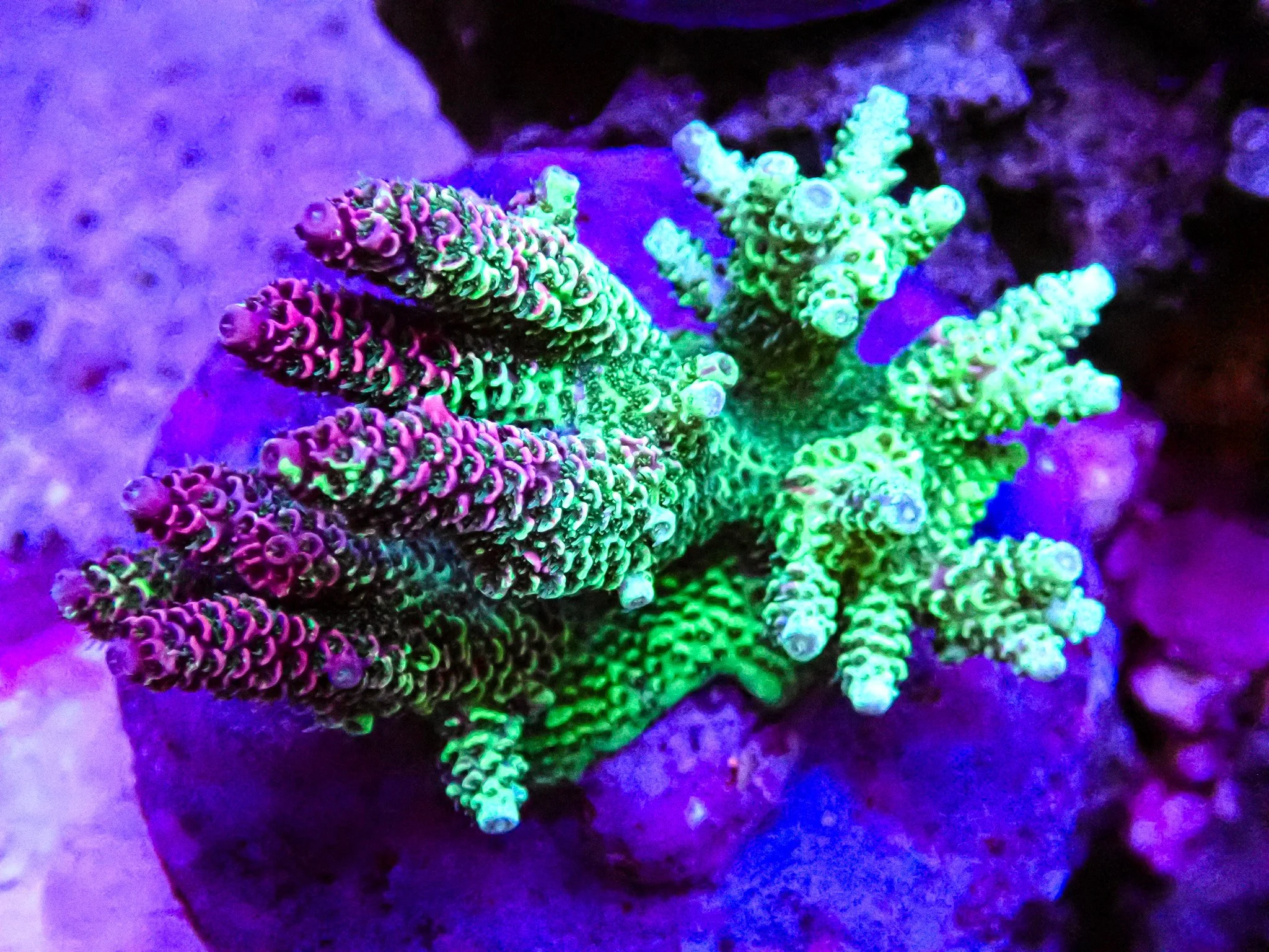 OC CORAL SHOW - FALL