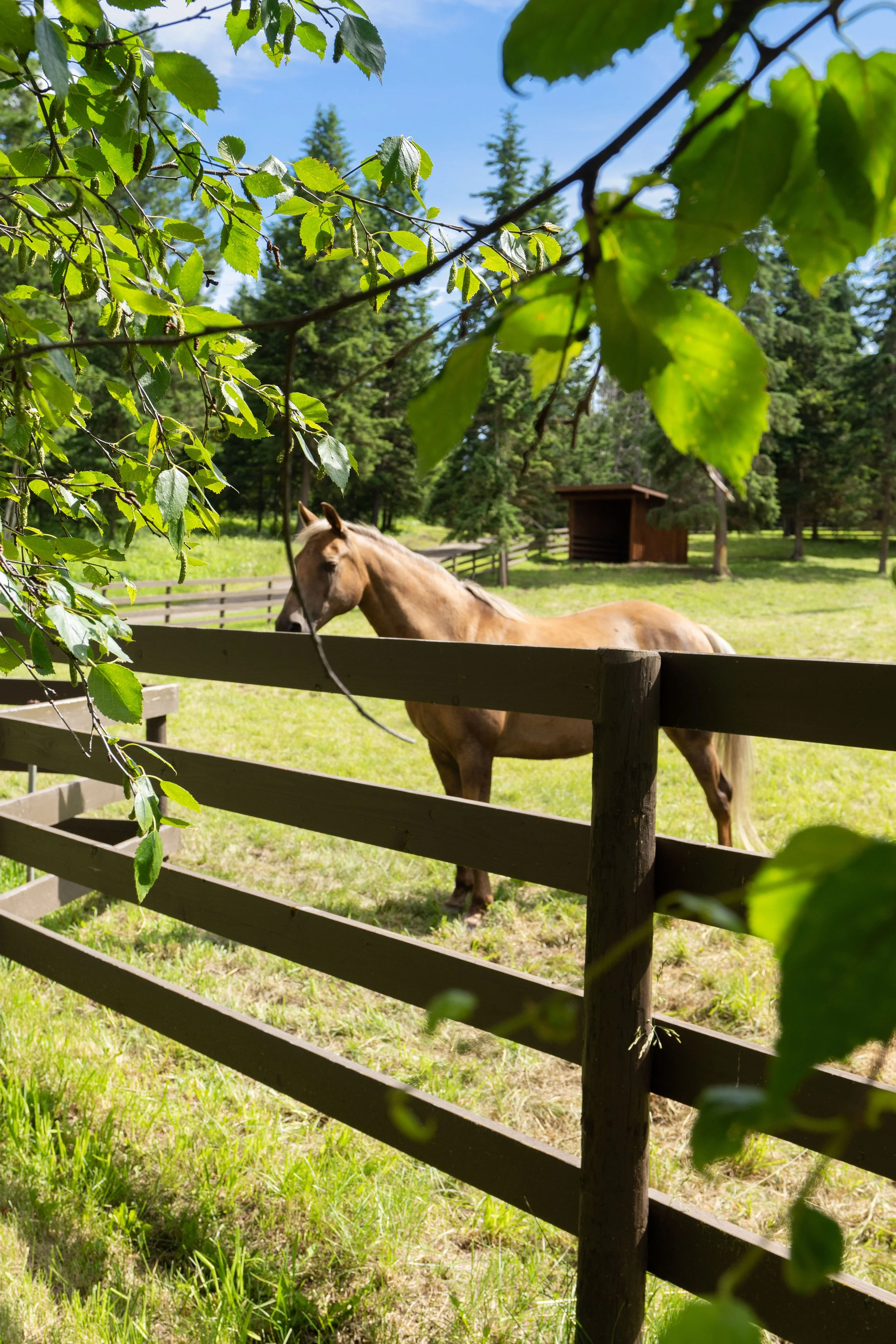 EQ.Paddocks.SUM.- 9664HiRes.jpeg